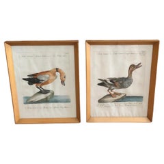 Coppia di Incisioni Con Anatre Colorate a Mano di Saverio Manetti XVIII Secolo