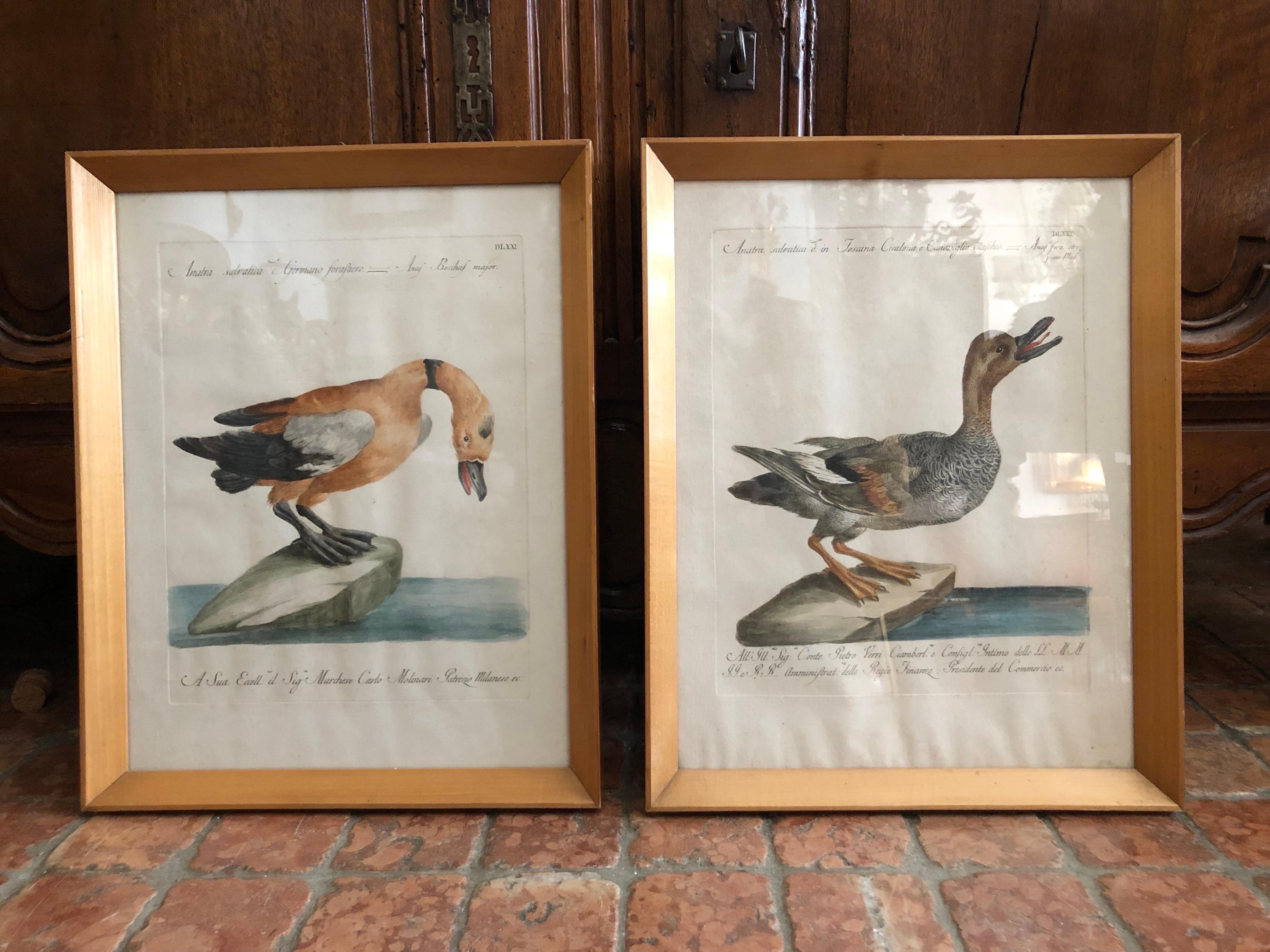 Pareja de grabados con patos coloreados a mano de Saverio Manetti Siglo XVIII Renacimiento neoclásico en venta