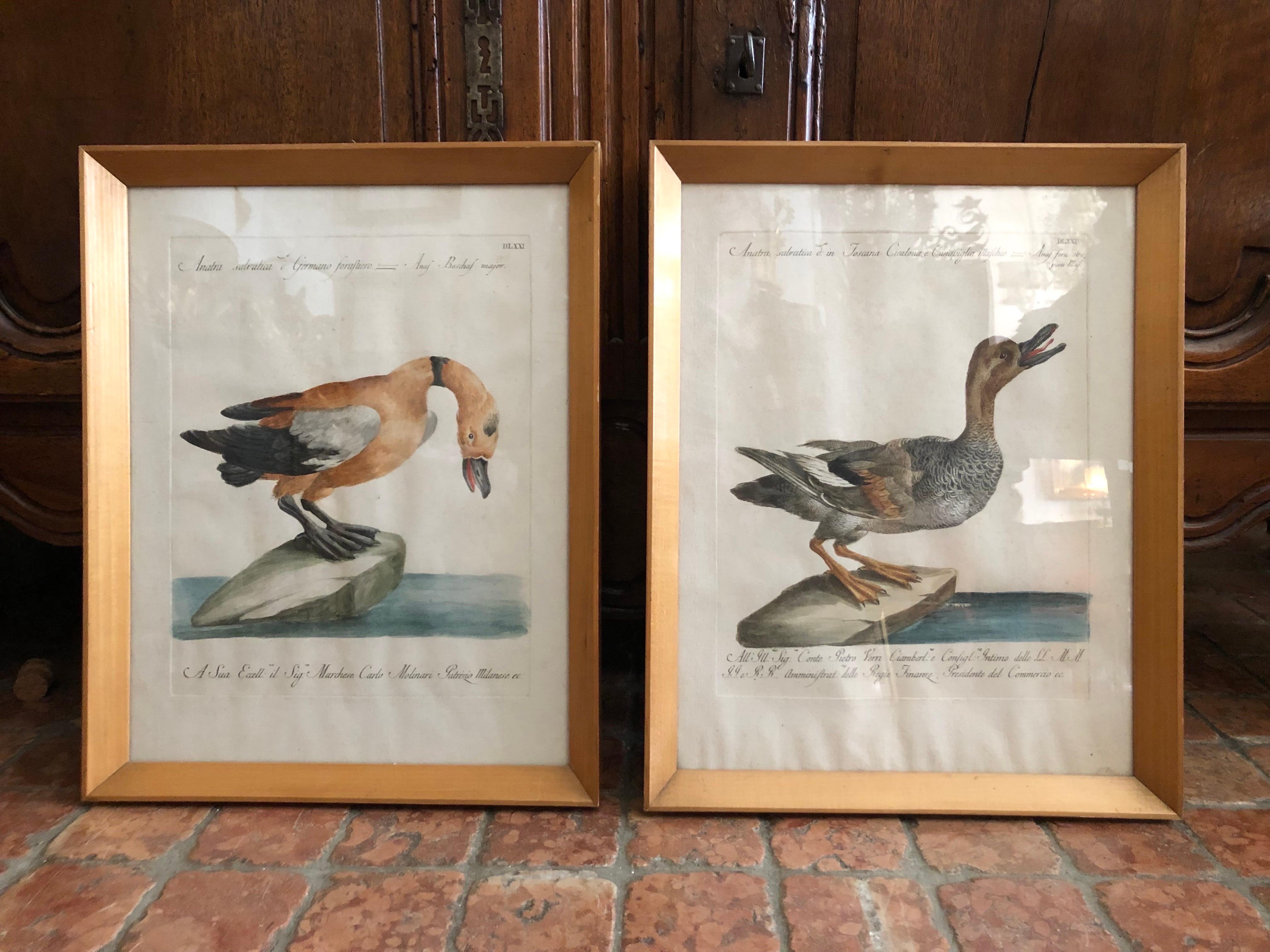 Pareja de grabados con patos coloreados a mano de Saverio Manetti Siglo XVIII Grabado en venta