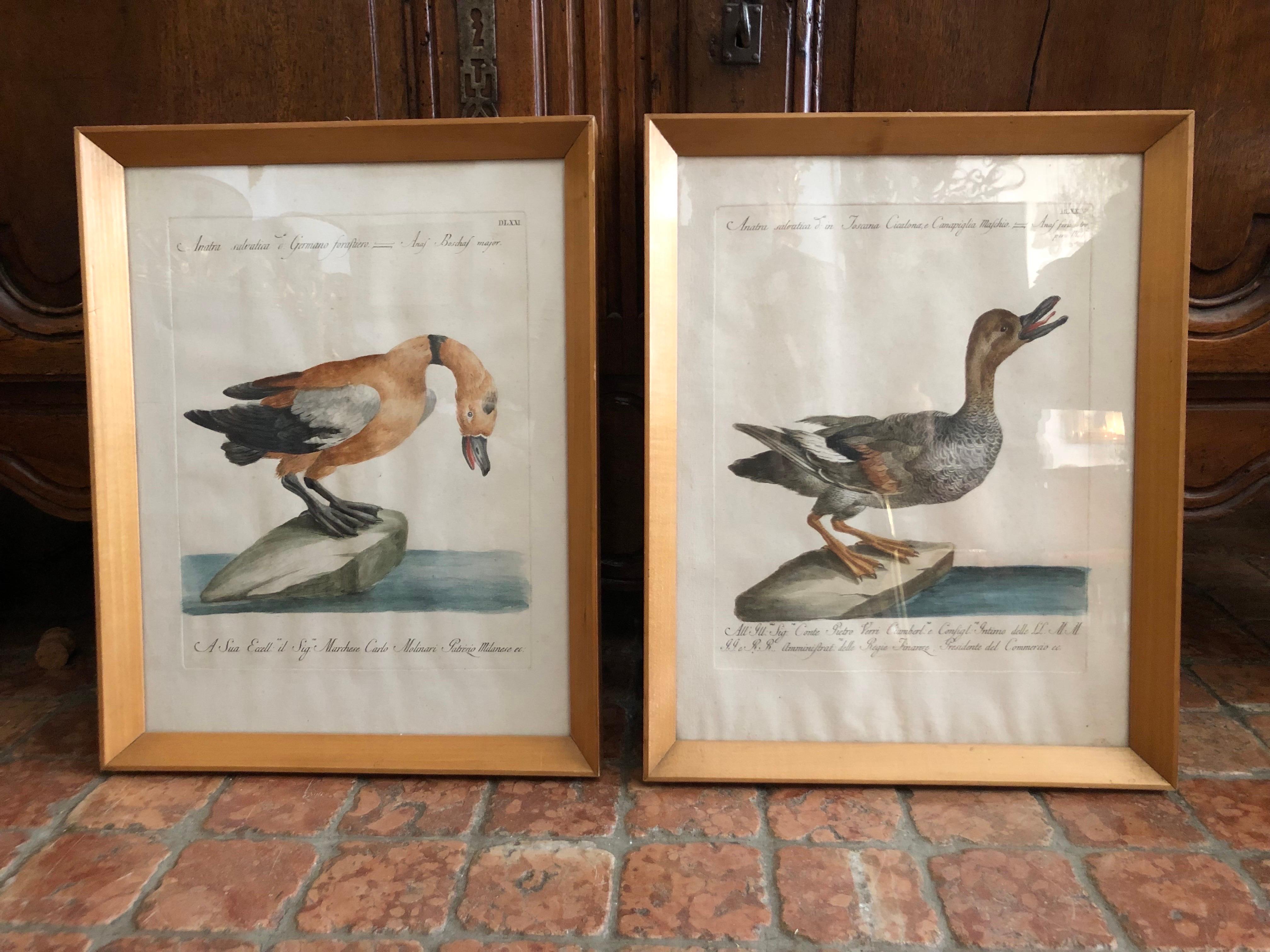 Pareja de grabados con patos coloreados a mano de Saverio Manetti Siglo XVIII en Bueno estado para la venta en Milano, MI