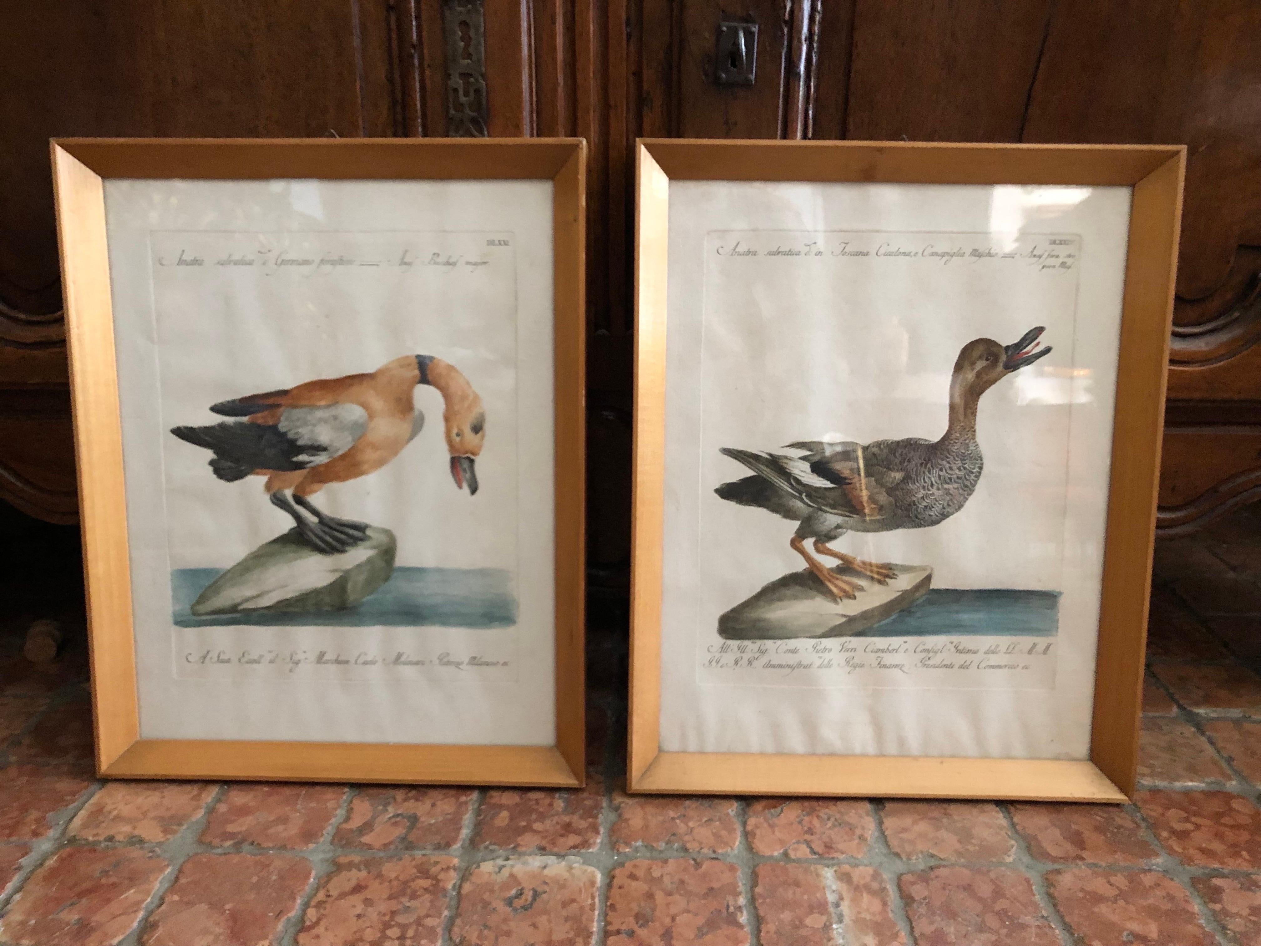 Pareja de grabados con patos coloreados a mano de Saverio Manetti Siglo XVIII 18th Century en venta