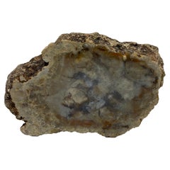 Coprolite