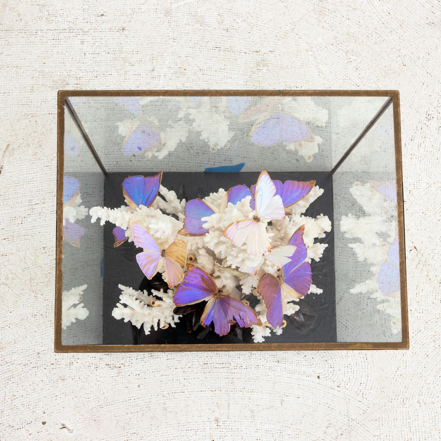Coral and butterfly diorama in a class case, circa 1980s. Please note of wear consistent with age including distressed wear on the butterfly's wings.
