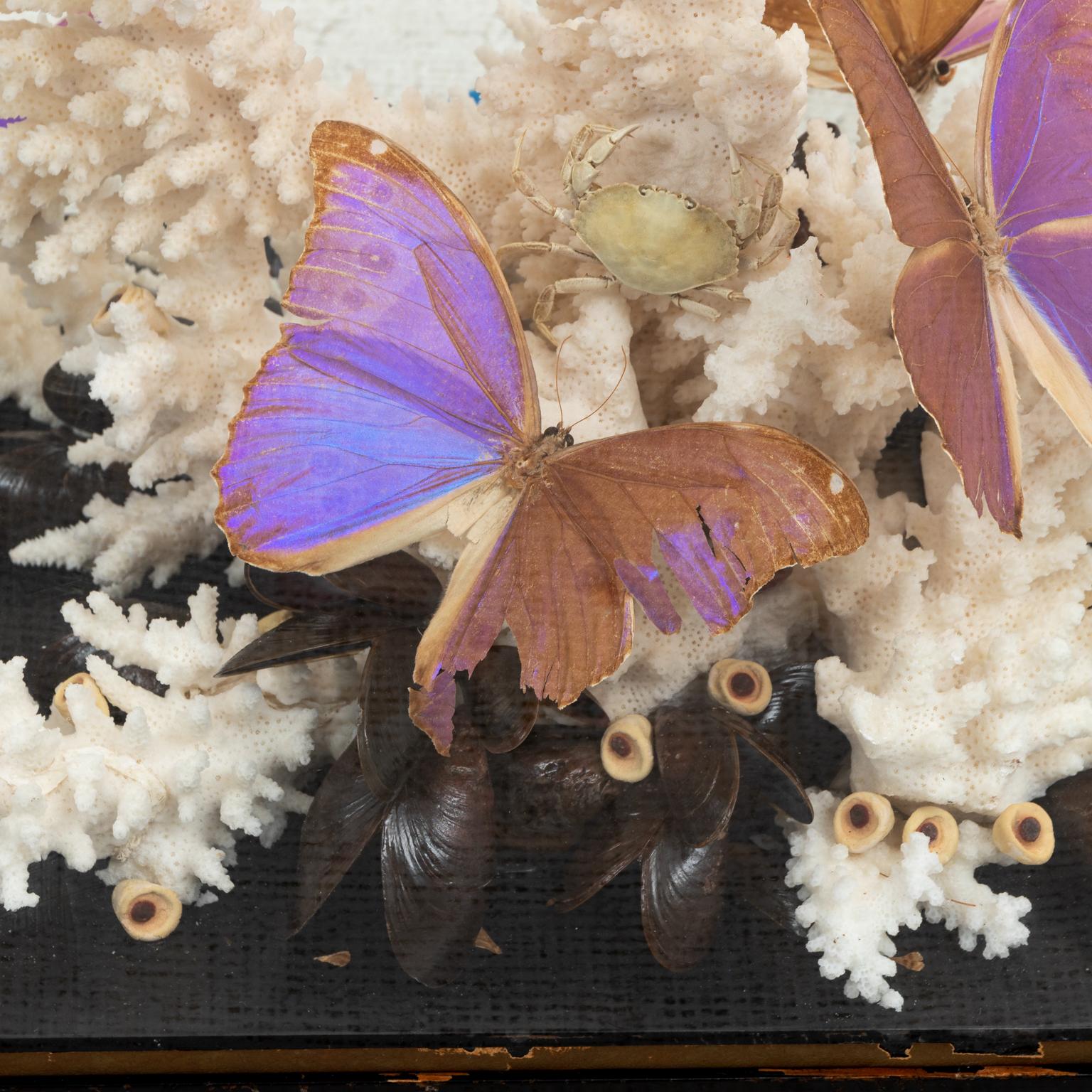 butterfly diorama