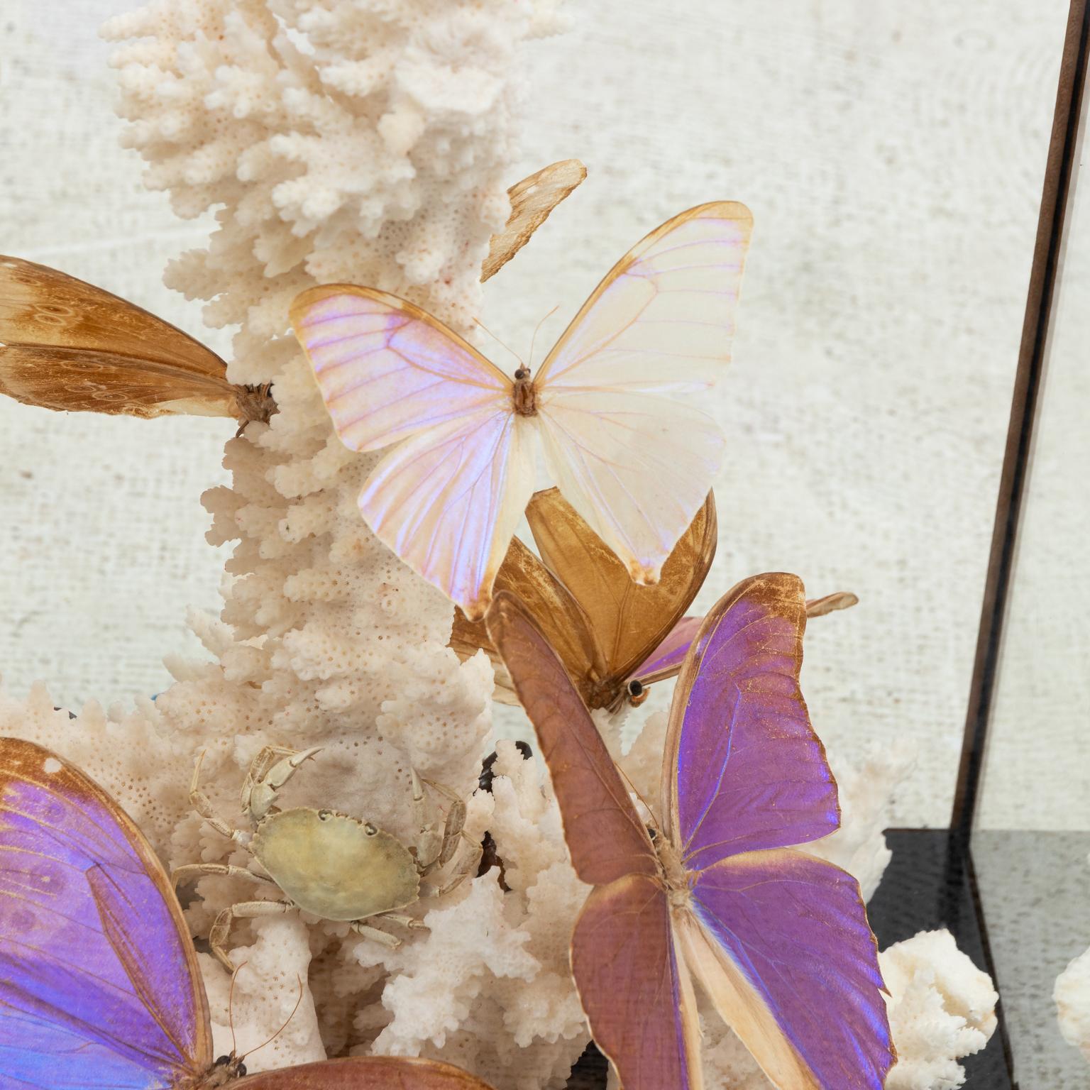 diorama butterfly