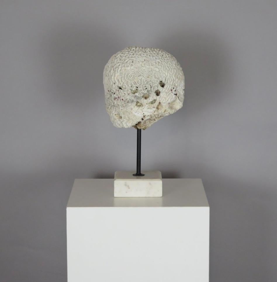 Korallengehirn-Skulptur auf Marmorständer. Nordamerika, um das 20. Jahrhundert.

