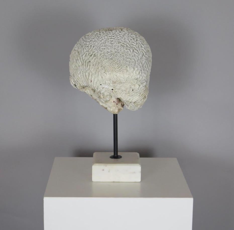 Escultura de cerebro de coral sobre soporte Norteamericano en venta