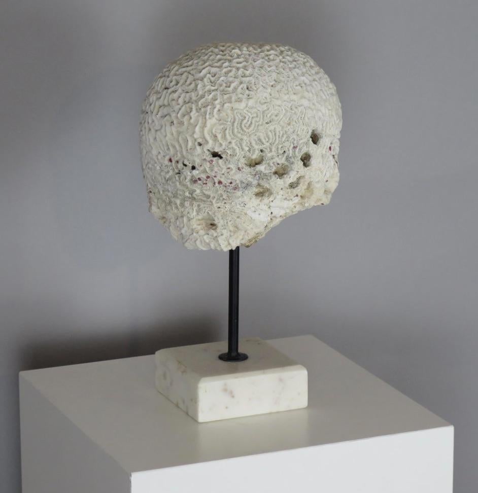 North American Coral Brain Sculpture on Stand For Sale