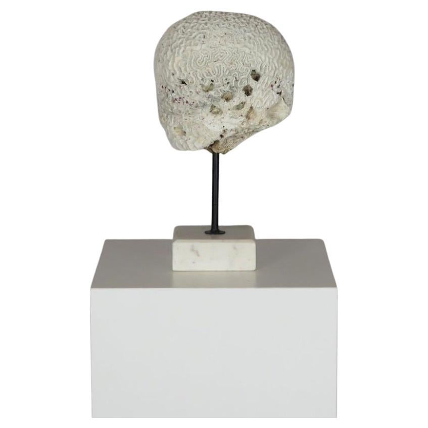 Coral Brain Sculpture on Stand For Sale