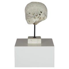 Coral Brain Sculpture on Stand