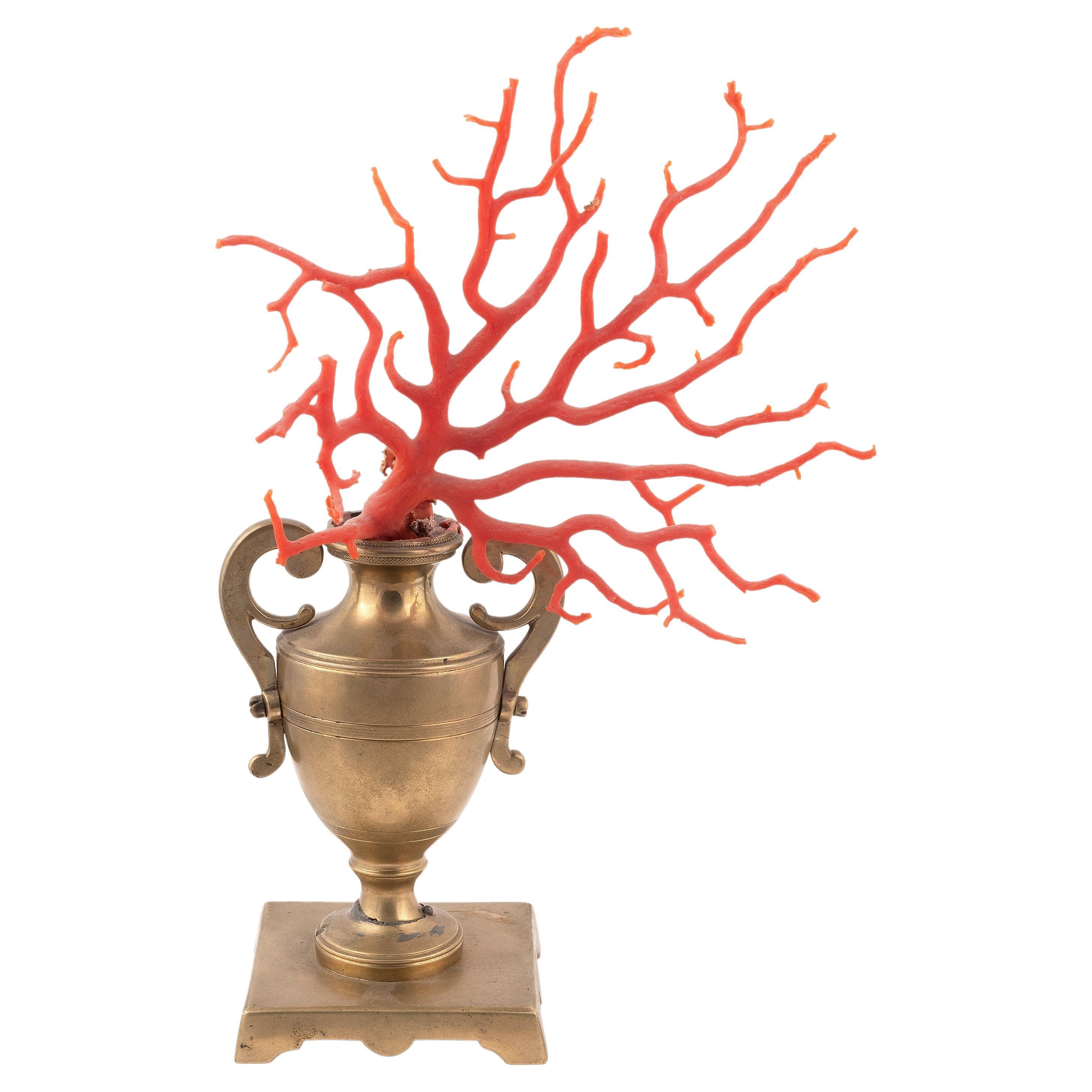 Neoclassical Coral Branch from Wunderkammer, Sicily, Italy, 1820