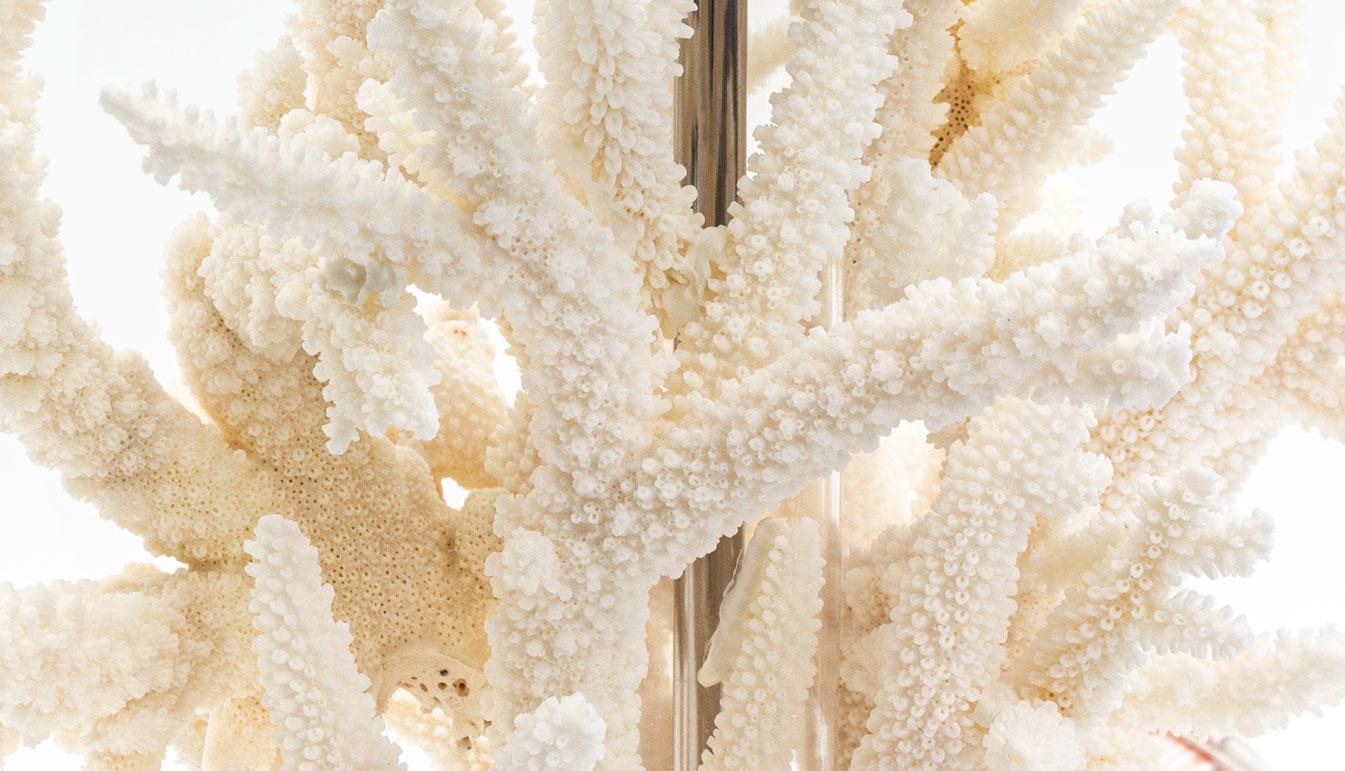 Coral creation lamp. White sea coral on Lucite stand with white lamp shade. Coral is 17