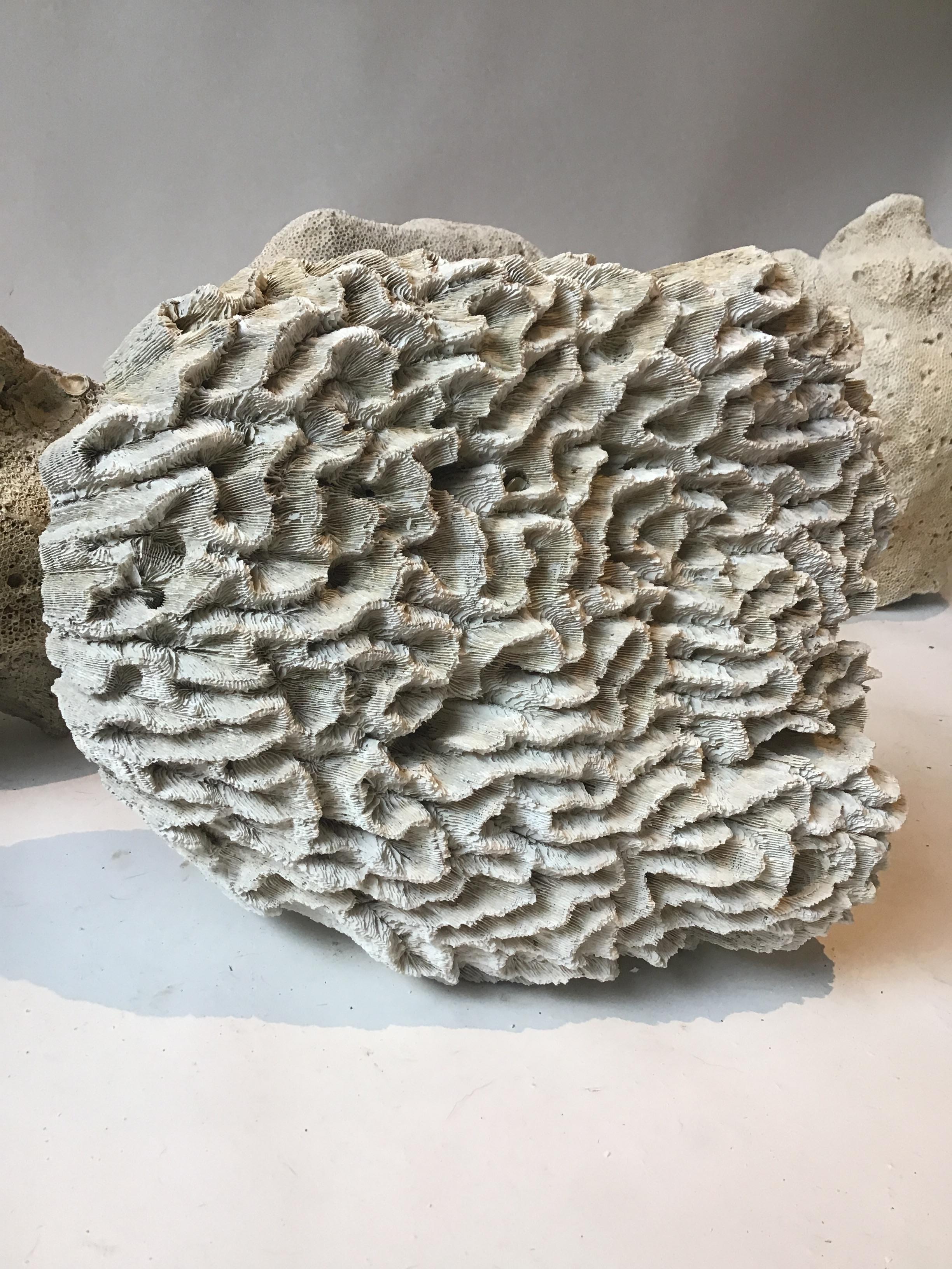 Coral For Sale 7