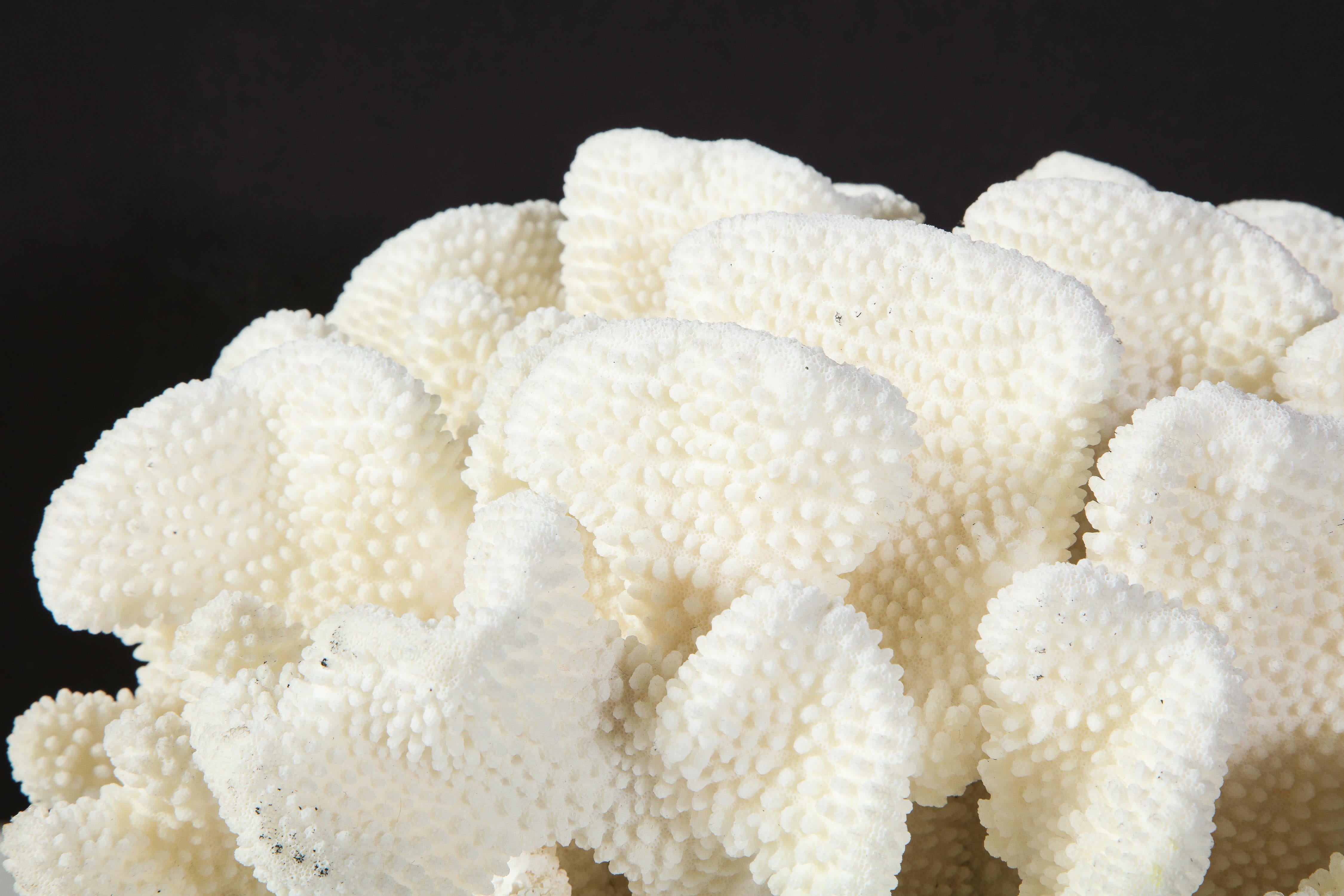 Late 20th Century Coral, White, Very Good Condition Large Decorative Coral Large Scale, circa 1970