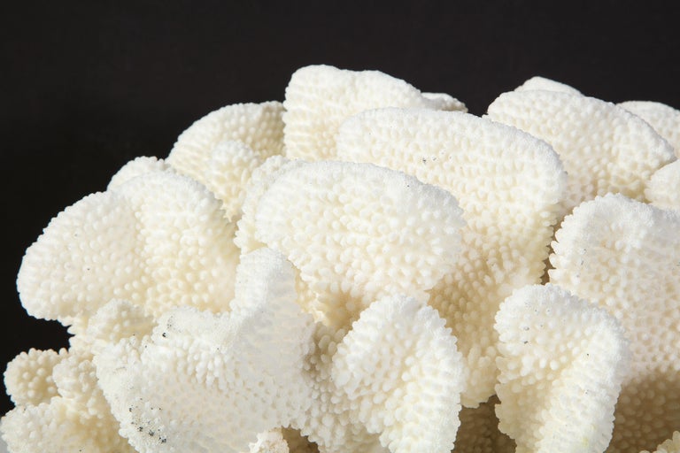 Coral, White, Very Good Condition, Large Decorative Coral, C 1970, Large Scale For Sale 3