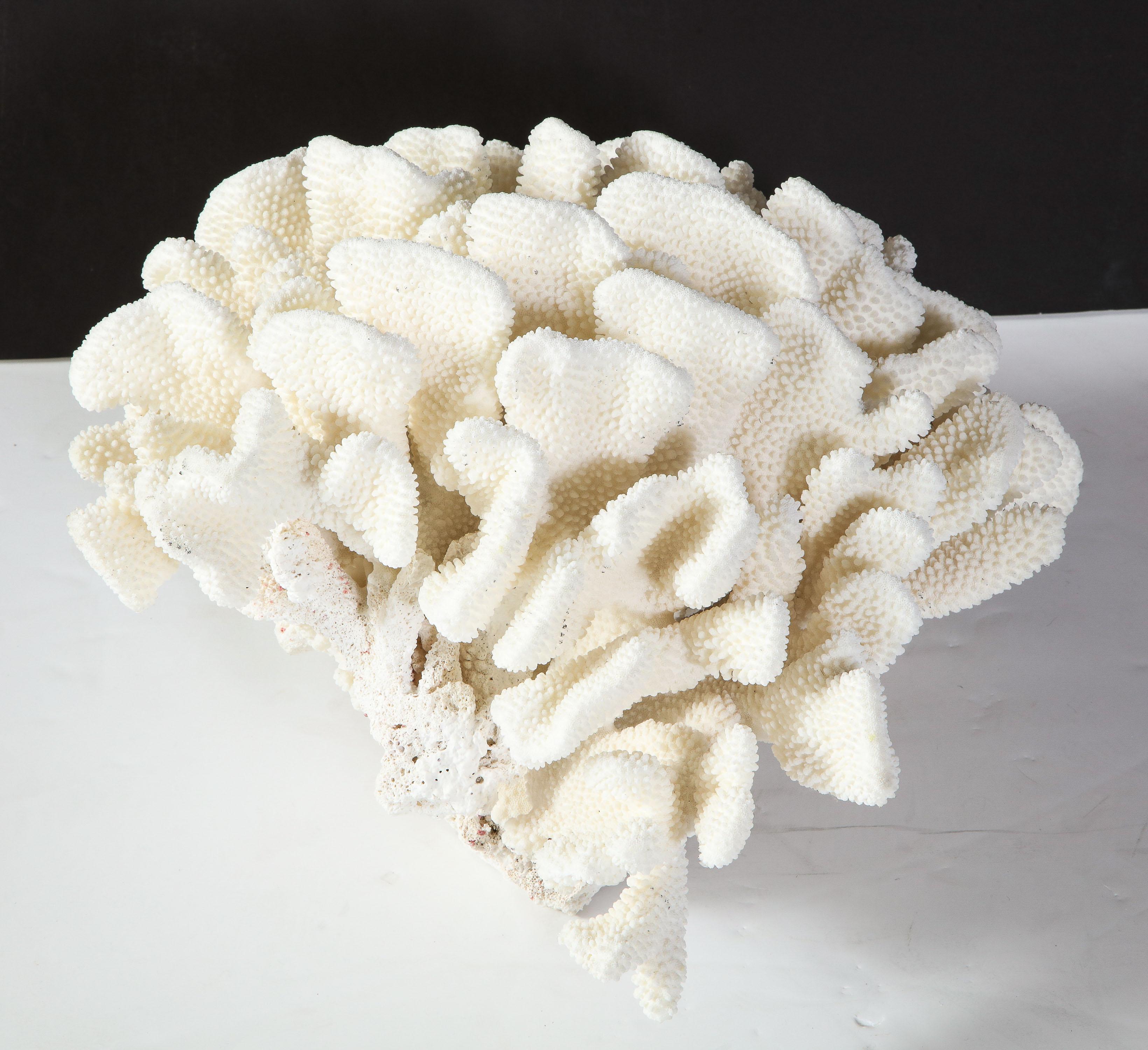 Coral, White, Very Good Condition Large Decorative Coral Large Scale, circa 1970 1