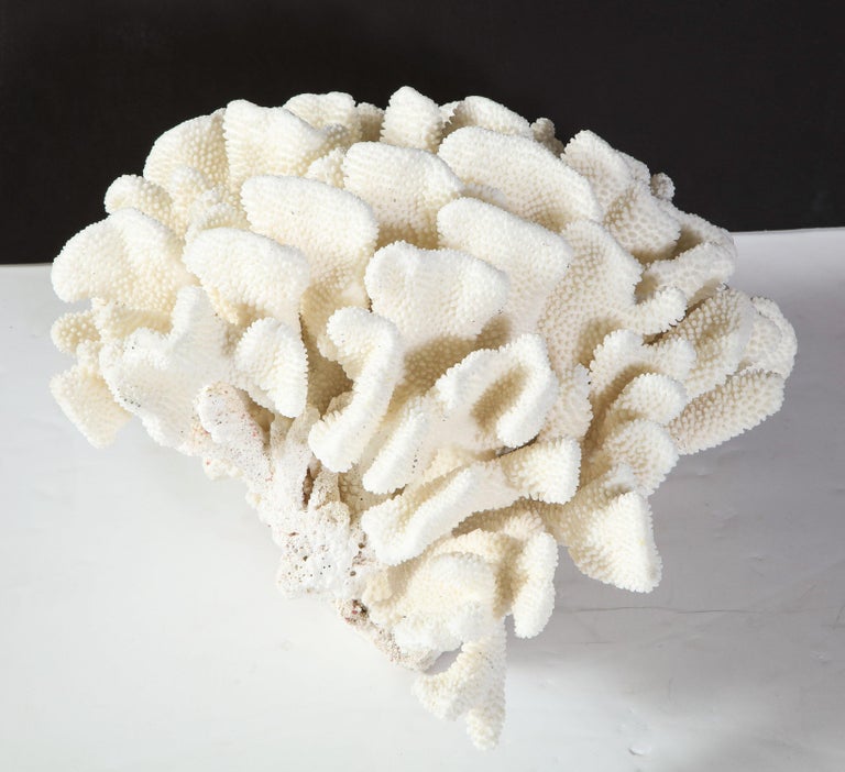 Coral, White, Very Good Condition, Large Decorative Coral, C 1970, Large Scale For Sale 4