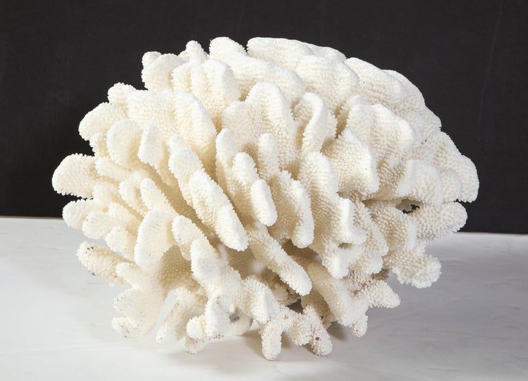 Decorative large vintage coral. Beautiful white color. Very good condition. The coral is from the 1970s.