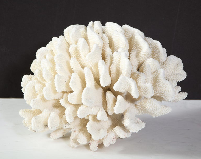 Organic Modern Coral, White, Very Good Condition, Large Decorative Coral, C 1970, Large Scale For Sale