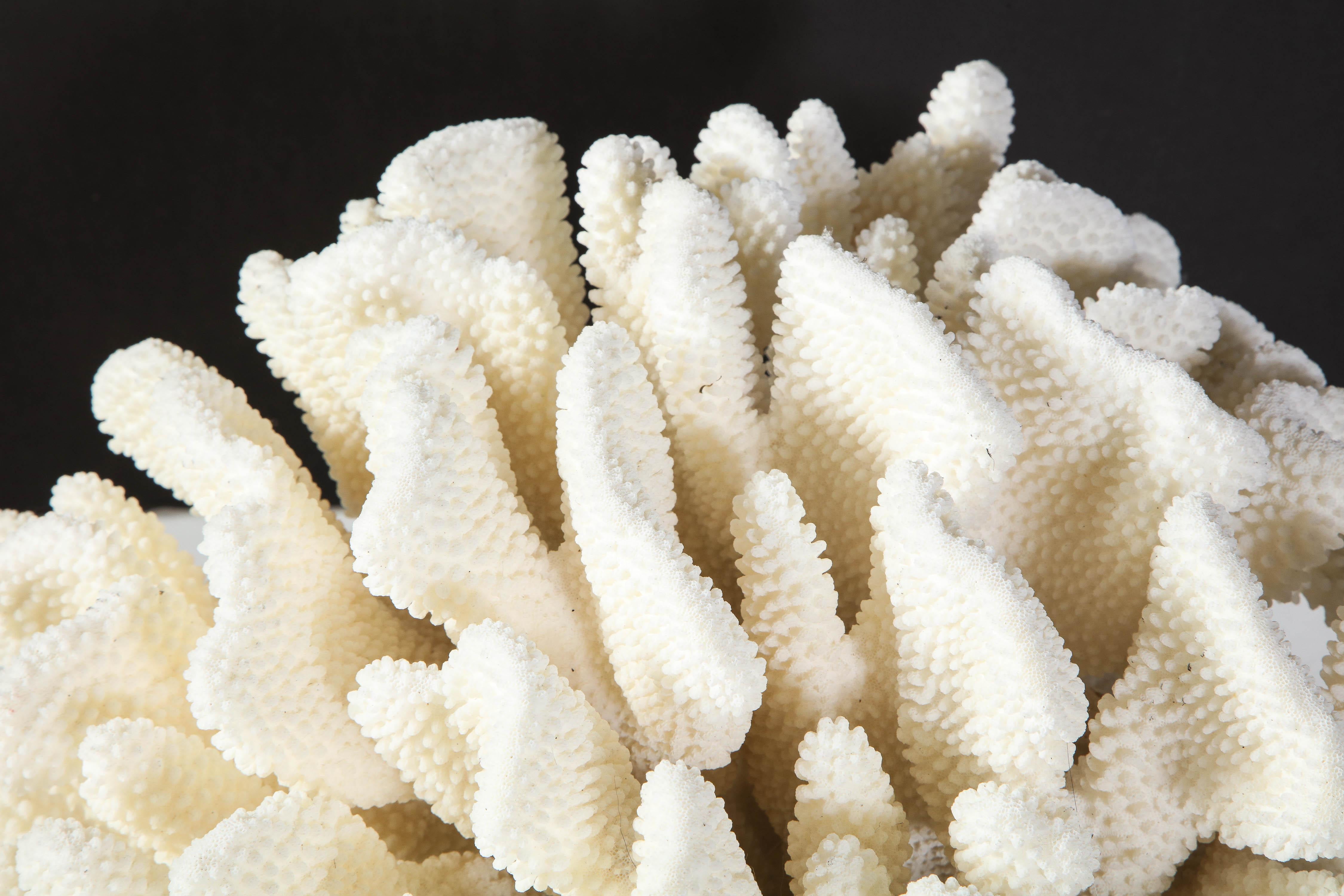 decorative coral for sale