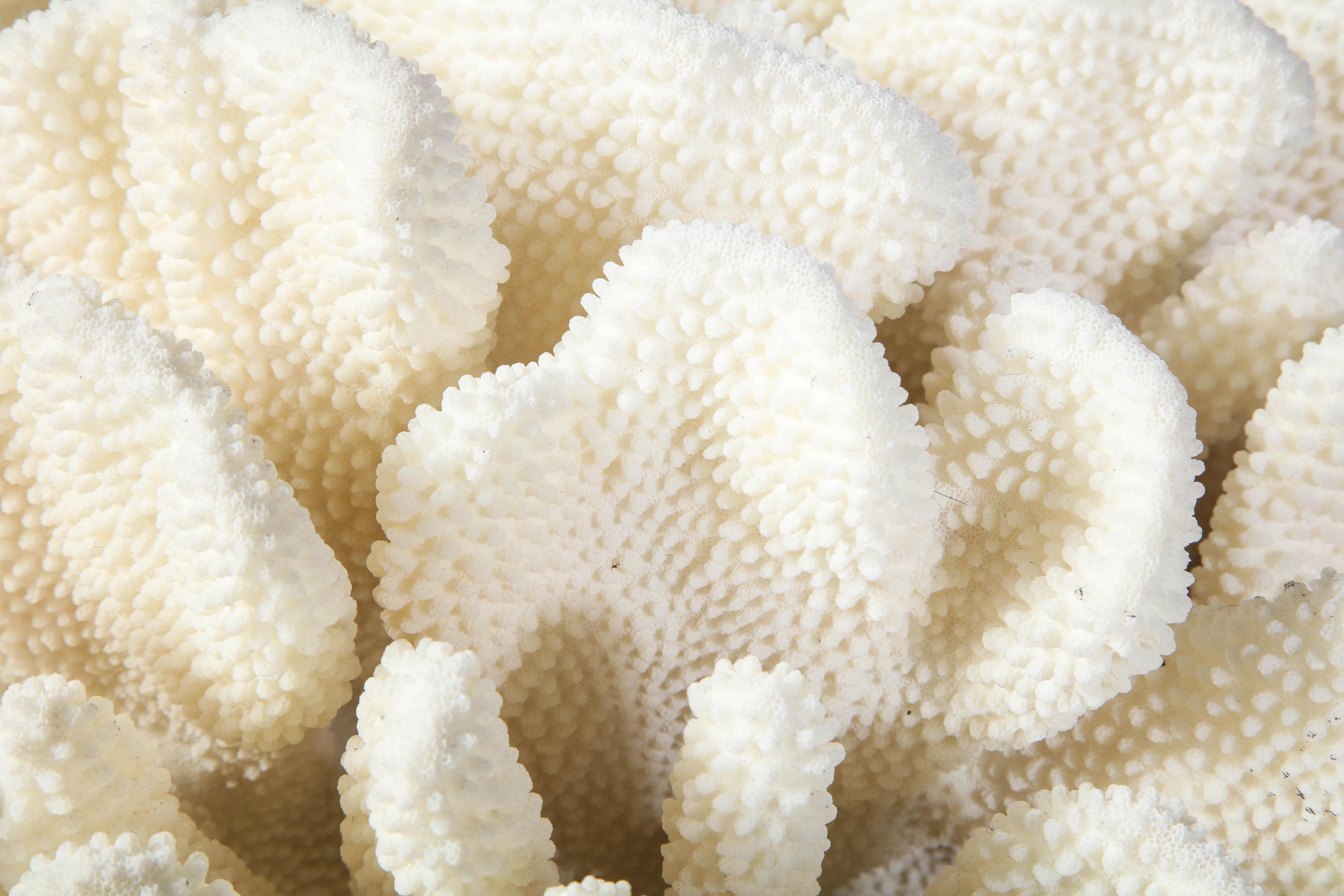 large white coral