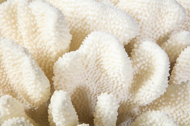 Hand-Crafted Coral, White, Very Good Condition, Large Decorative Coral, C 1970, Large Scale For Sale