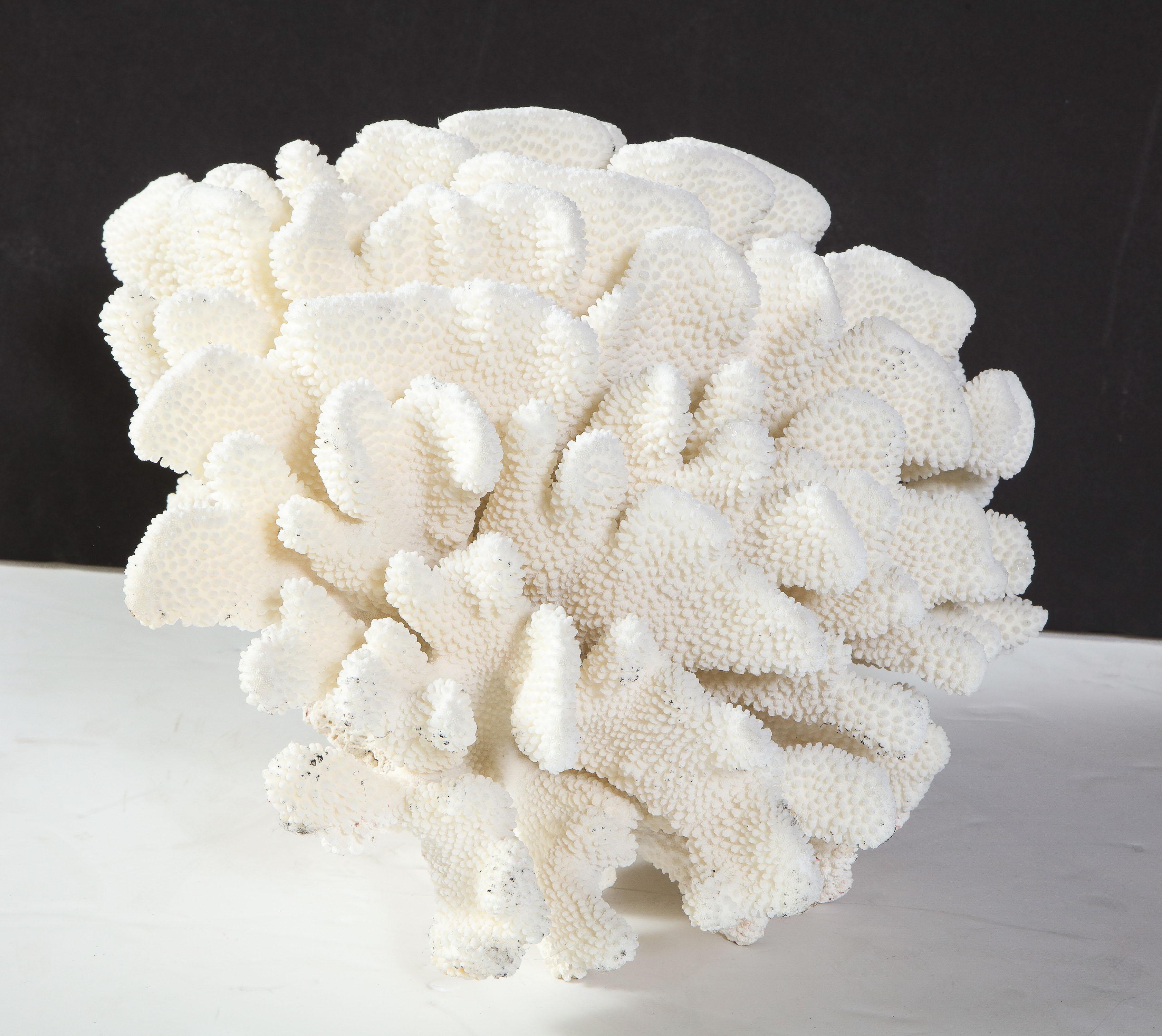 Organic Modern Coral, White, Very Good Condition Large Decorative Coral Large Scale, circa 1970