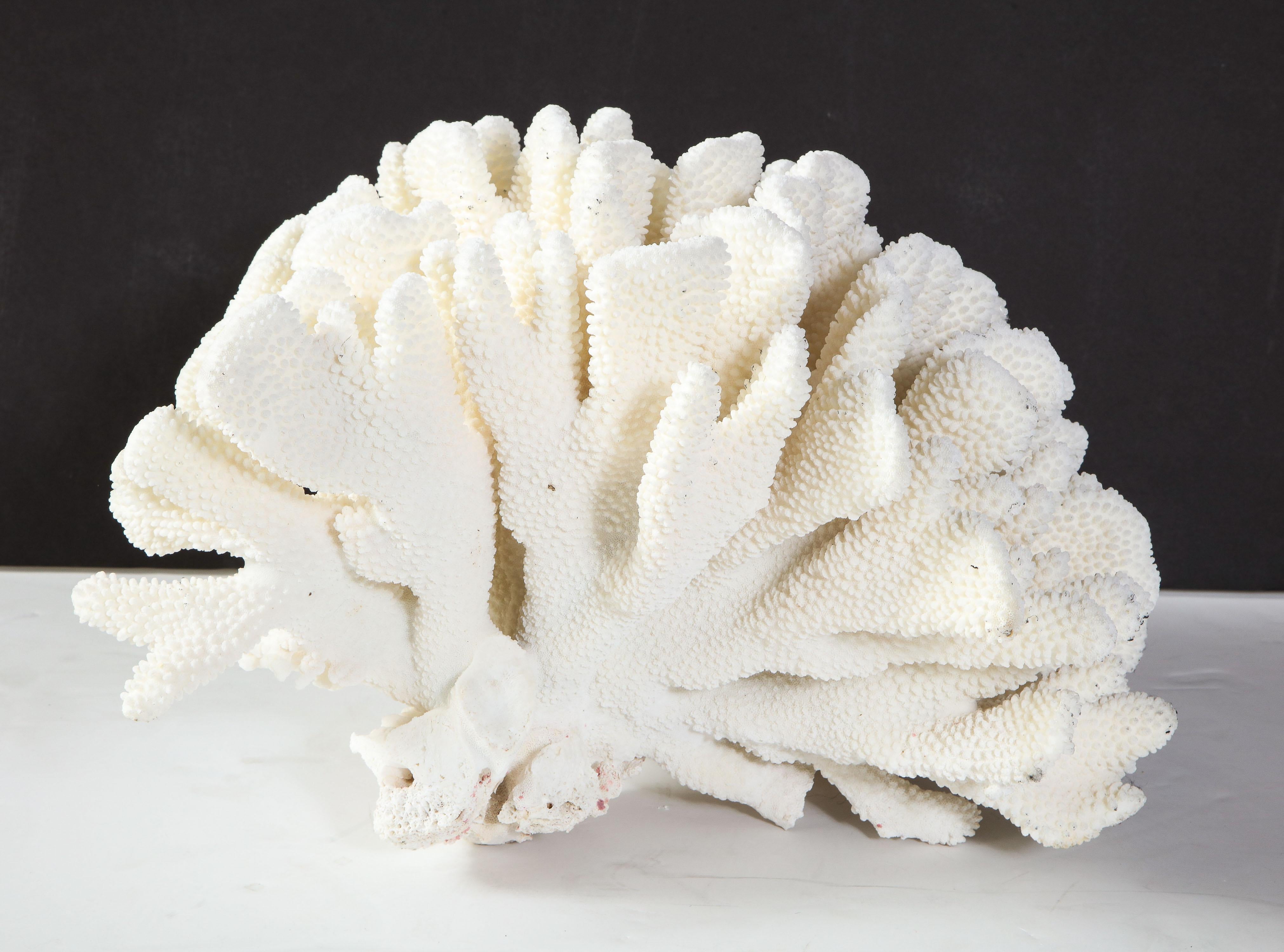 Southeast Asian Coral, White, Very Good Condition Large Decorative Coral Large Scale, circa 1970