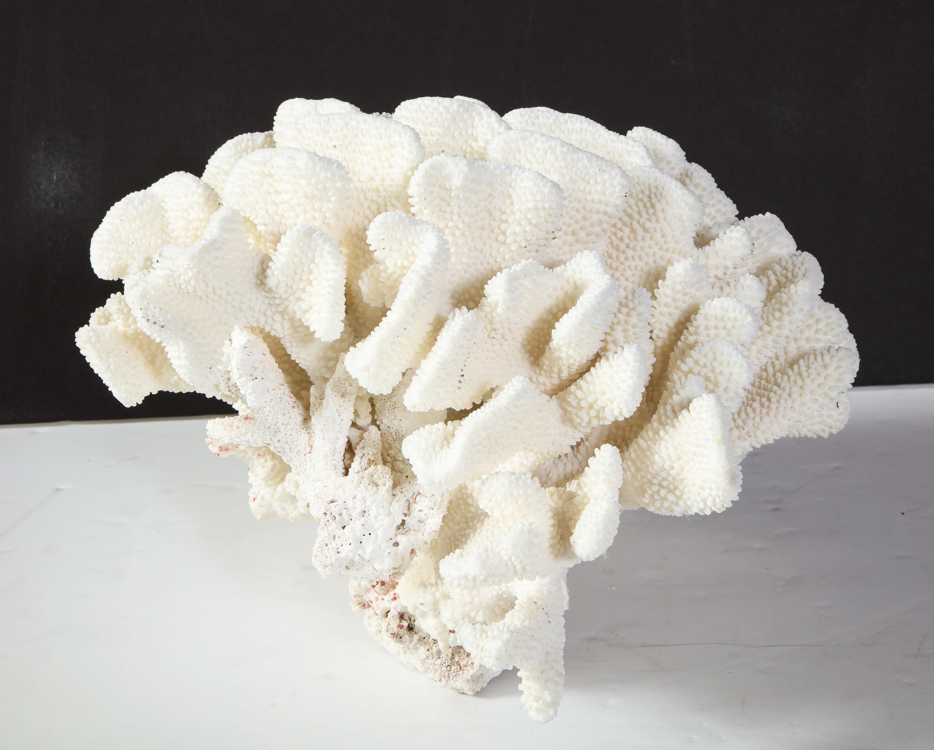 Coral, White, Very Good Condition Large Decorative Coral Large Scale, circa 1970 In Good Condition In New York, NY