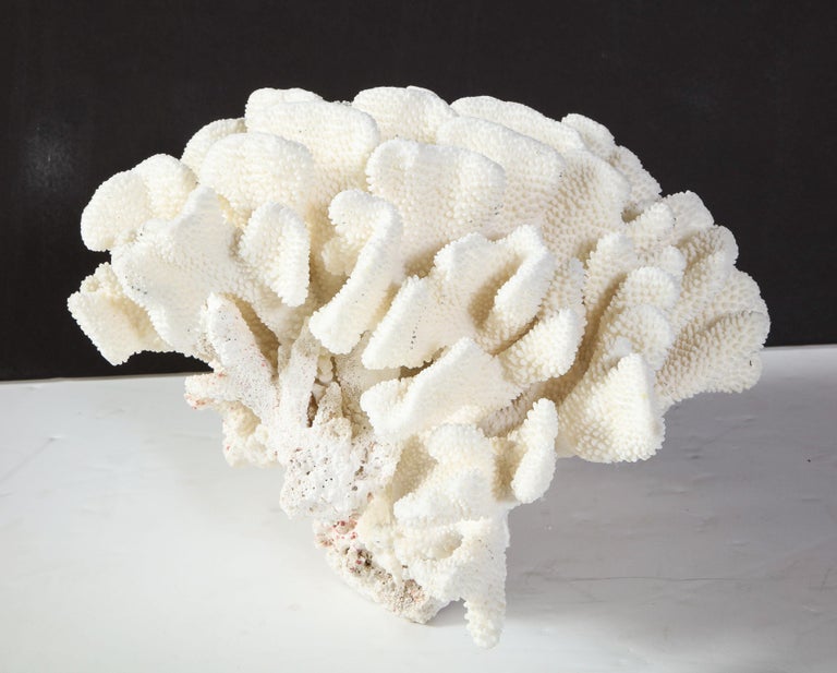 Coral, White, Very Good Condition, Large Decorative Coral, C 1970, Large Scale For Sale 2
