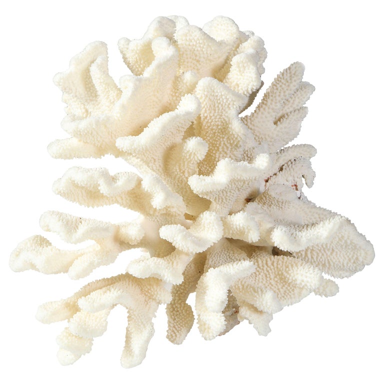 Coral, Large, Vintage, White at 1stdibs