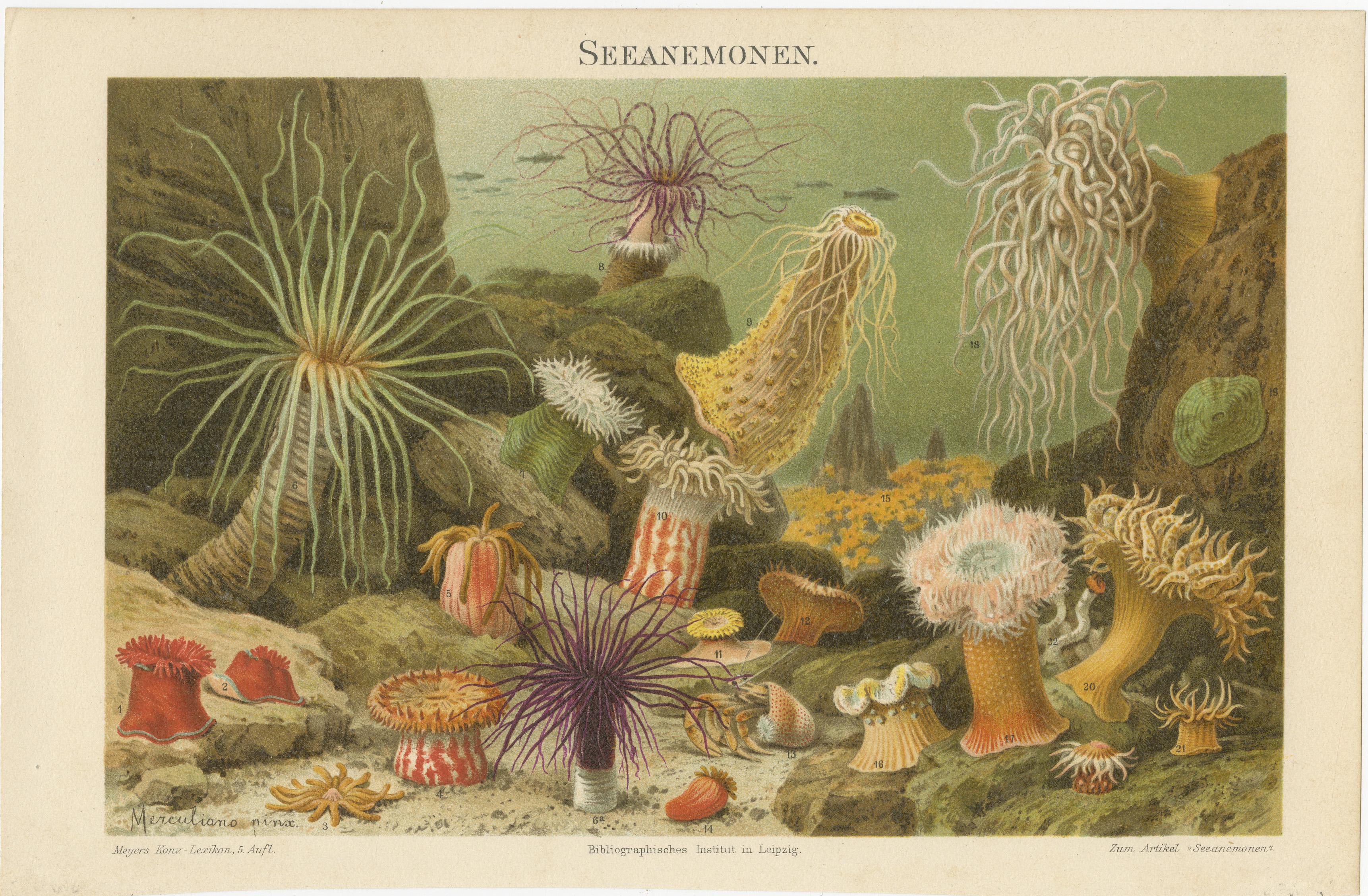 Titel: Korallenriffe und Seeanemonen Chromolithographien - Meyers Konversations-Lexikon, 1890er Jahre

Beschreibung:
Dieses bezaubernde Paar Chromolithographien aus dem 19. Jahrhundert mit den Titeln Lebende Riffkorallen und Seeanemonen wurde vom