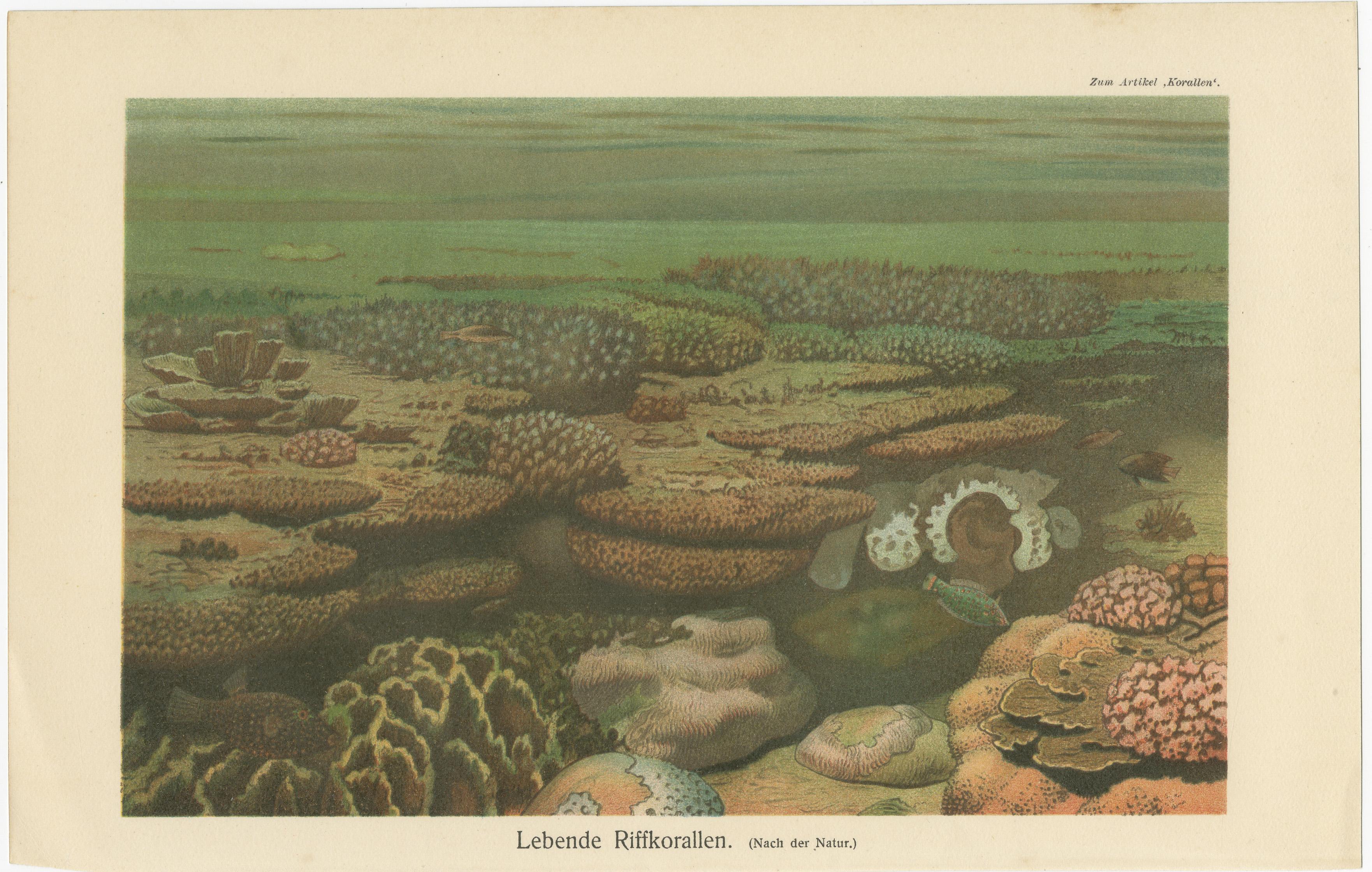 Korallenriffe und Seeanemonen Chromolithographien - Konversations-Lexikon, 1890 (Deutsch) im Angebot