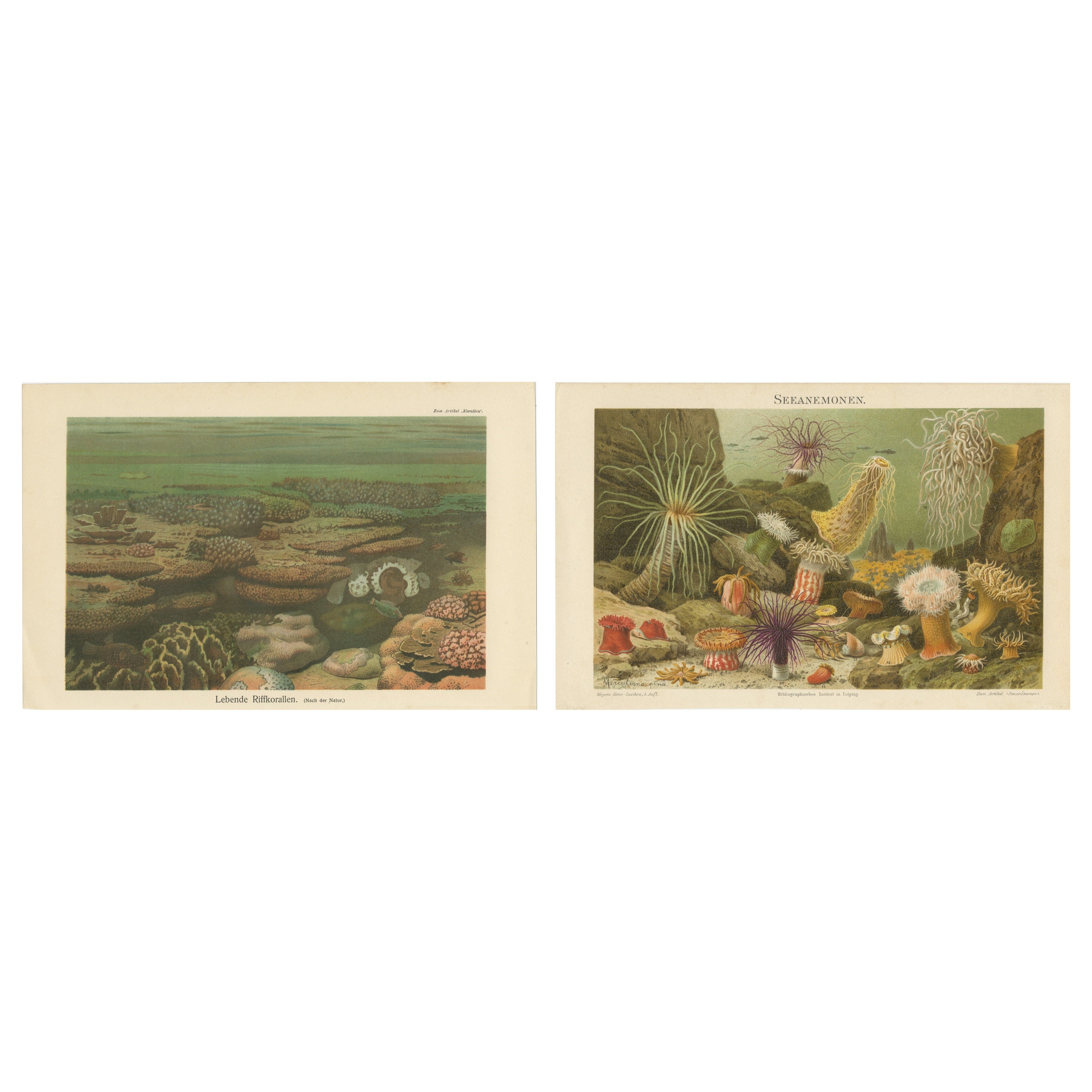 Korallenriffe und Seeanemonen Chromolithographien - Konversations-Lexikon, 1890