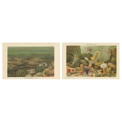 Antique Coral Reefs and Sea Anemones Chromolithographs – Konversations-Lexikon, 1890