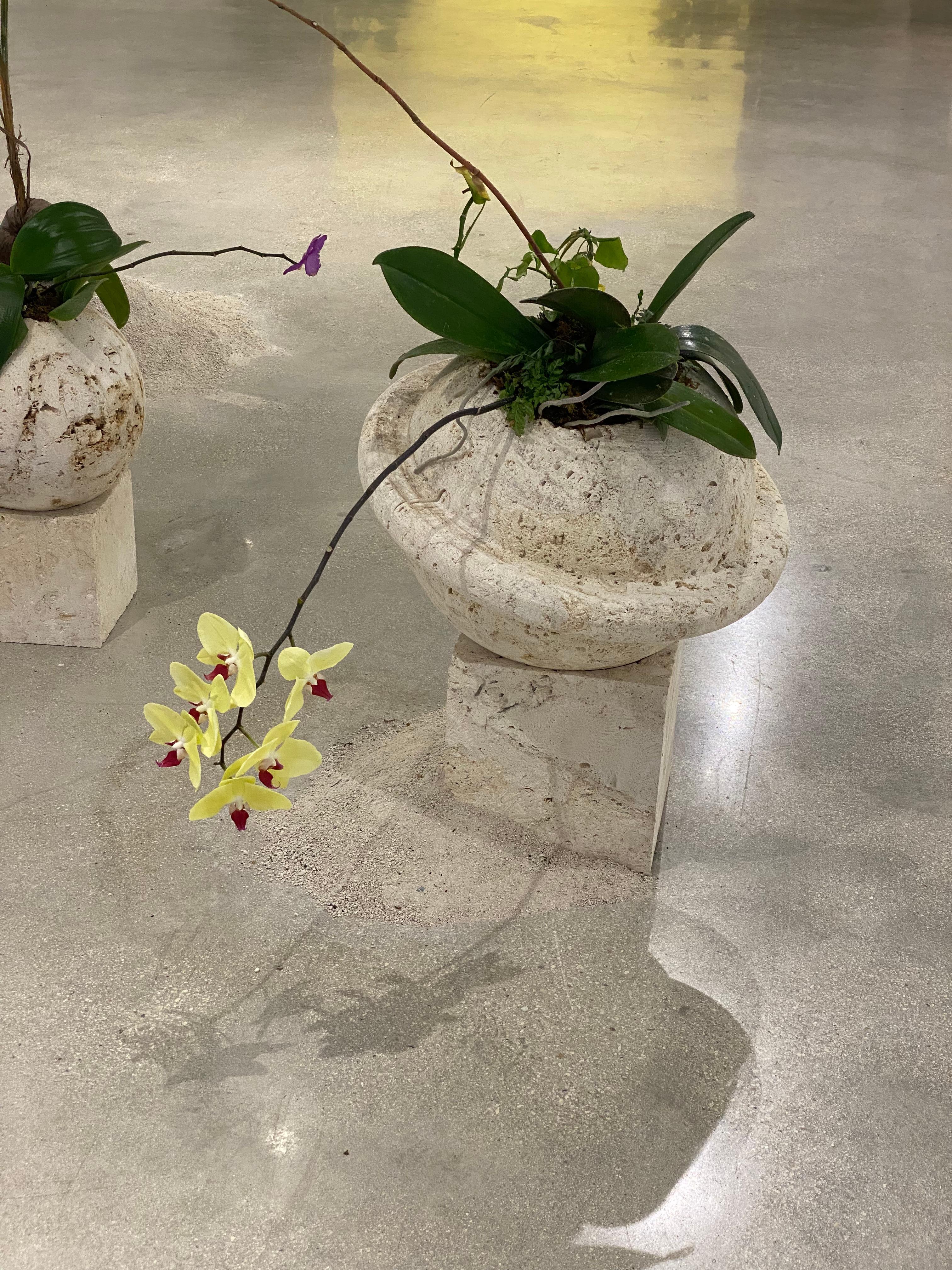 Roca de Coral Saturno Tallado en venta