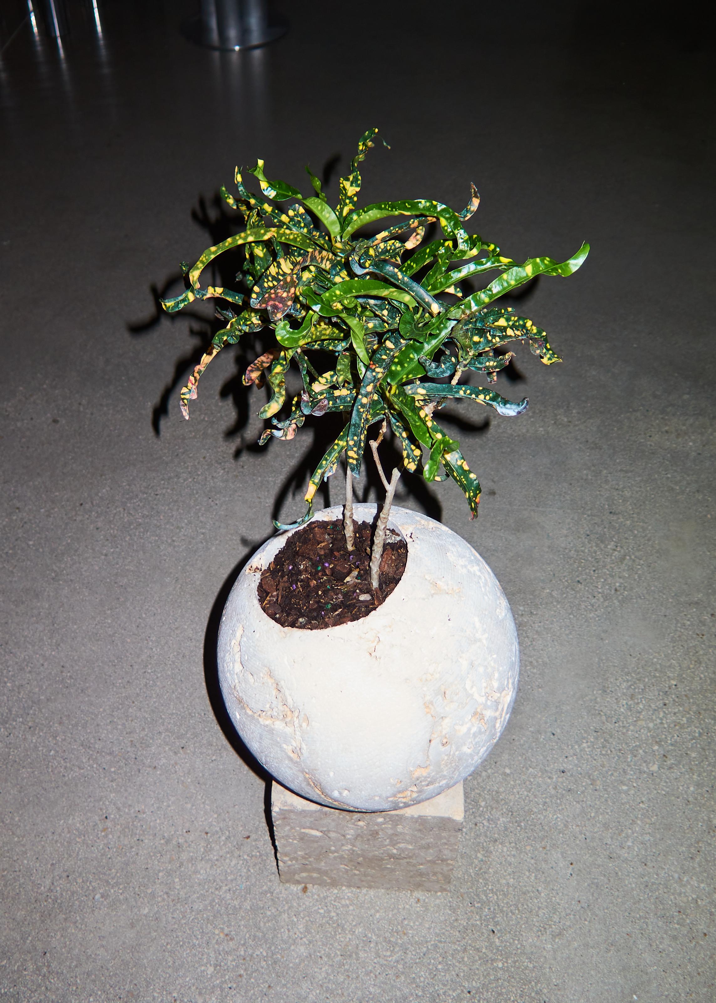 Contemporary Coral Rock Star Planter For Sale