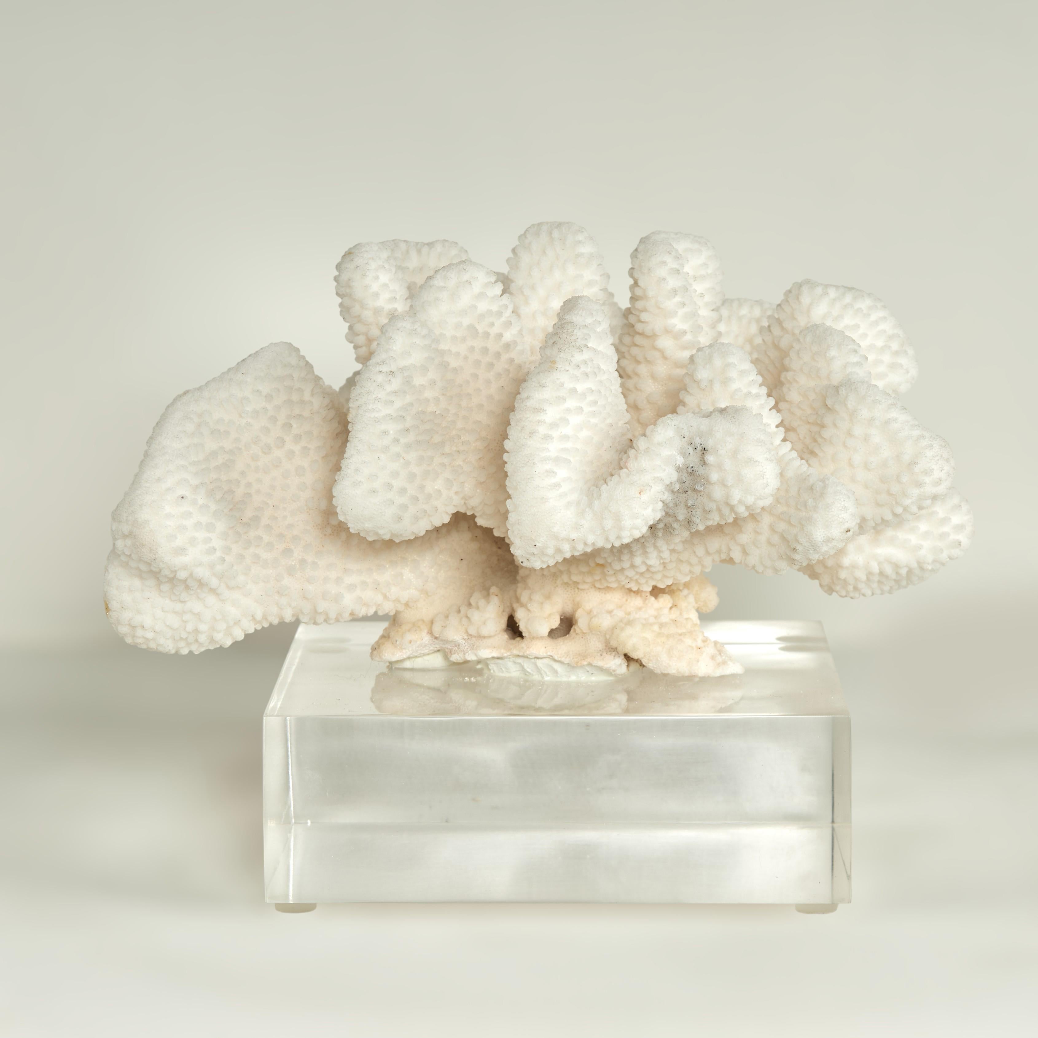 Isole Salomone Scultura di corallo su base di lucite in vendita