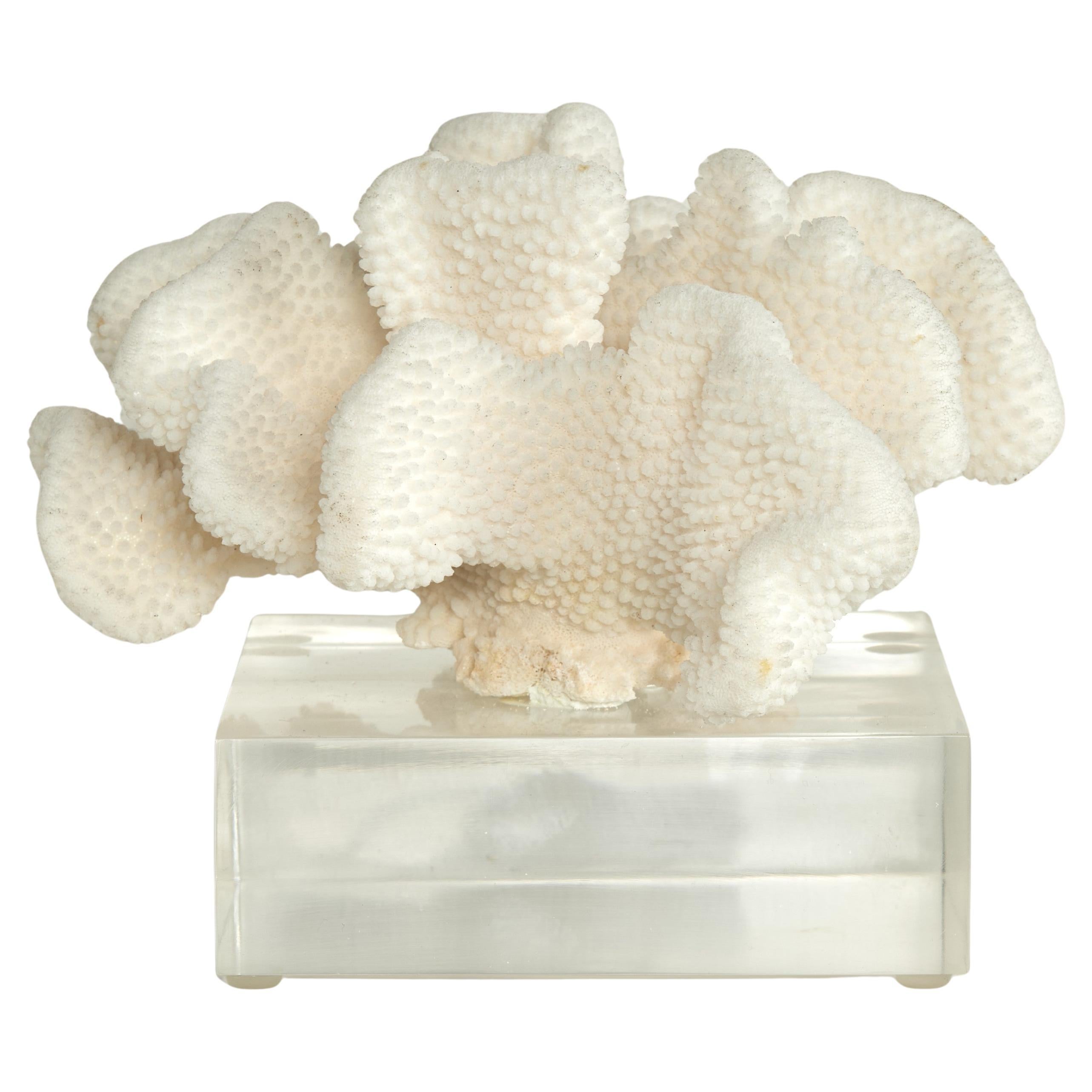 Scultura di corallo su base di lucite in vendita