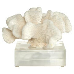 Sculpture en corail sur base en lucite