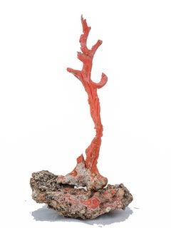 Coral, Stone Sculpture.