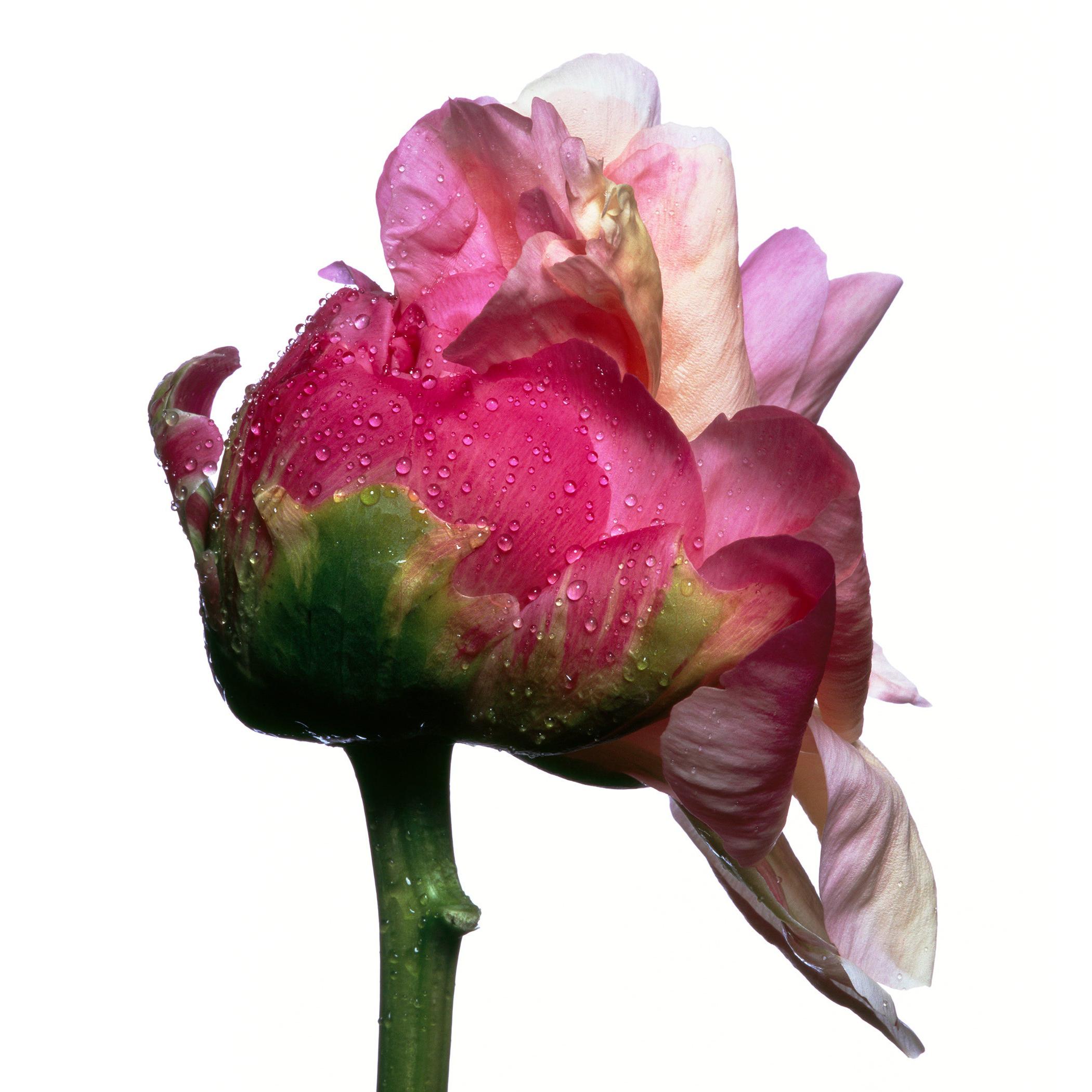 Coral Sunset Peony by Michael Zeppetello For Sale
