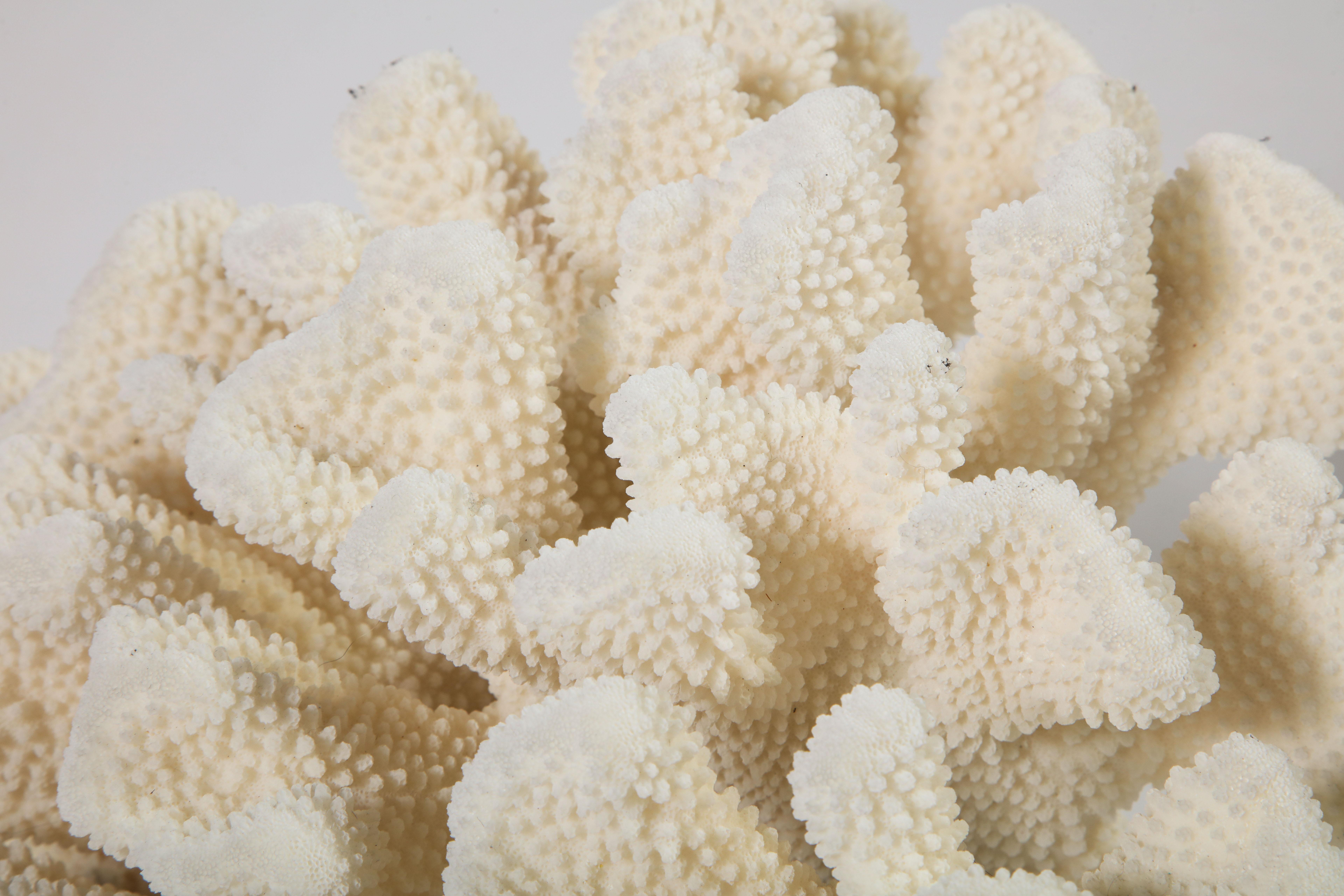 Coral, Vintage, White, Large 5