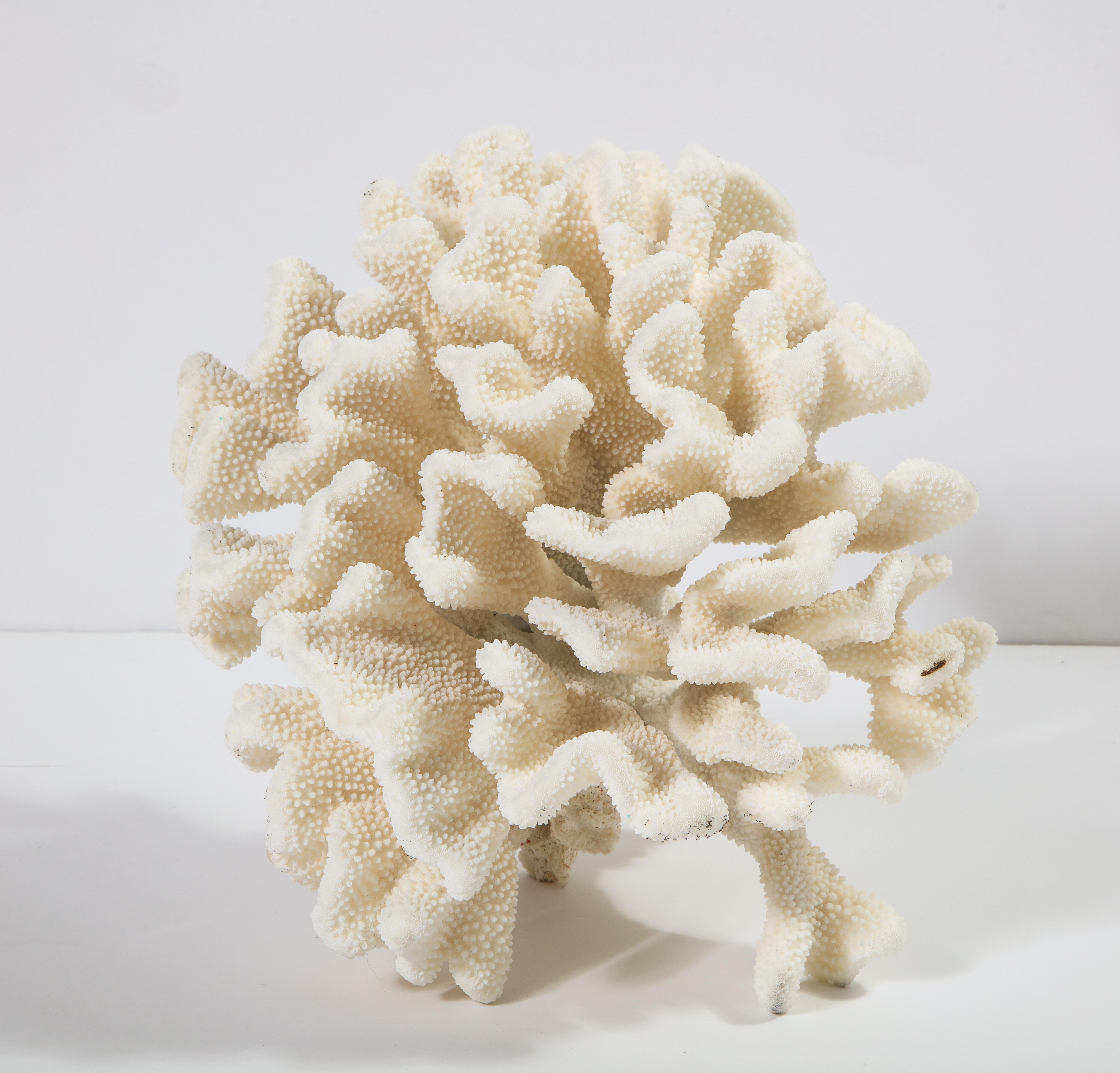 Organic Modern Coral, Vintage, White, Large