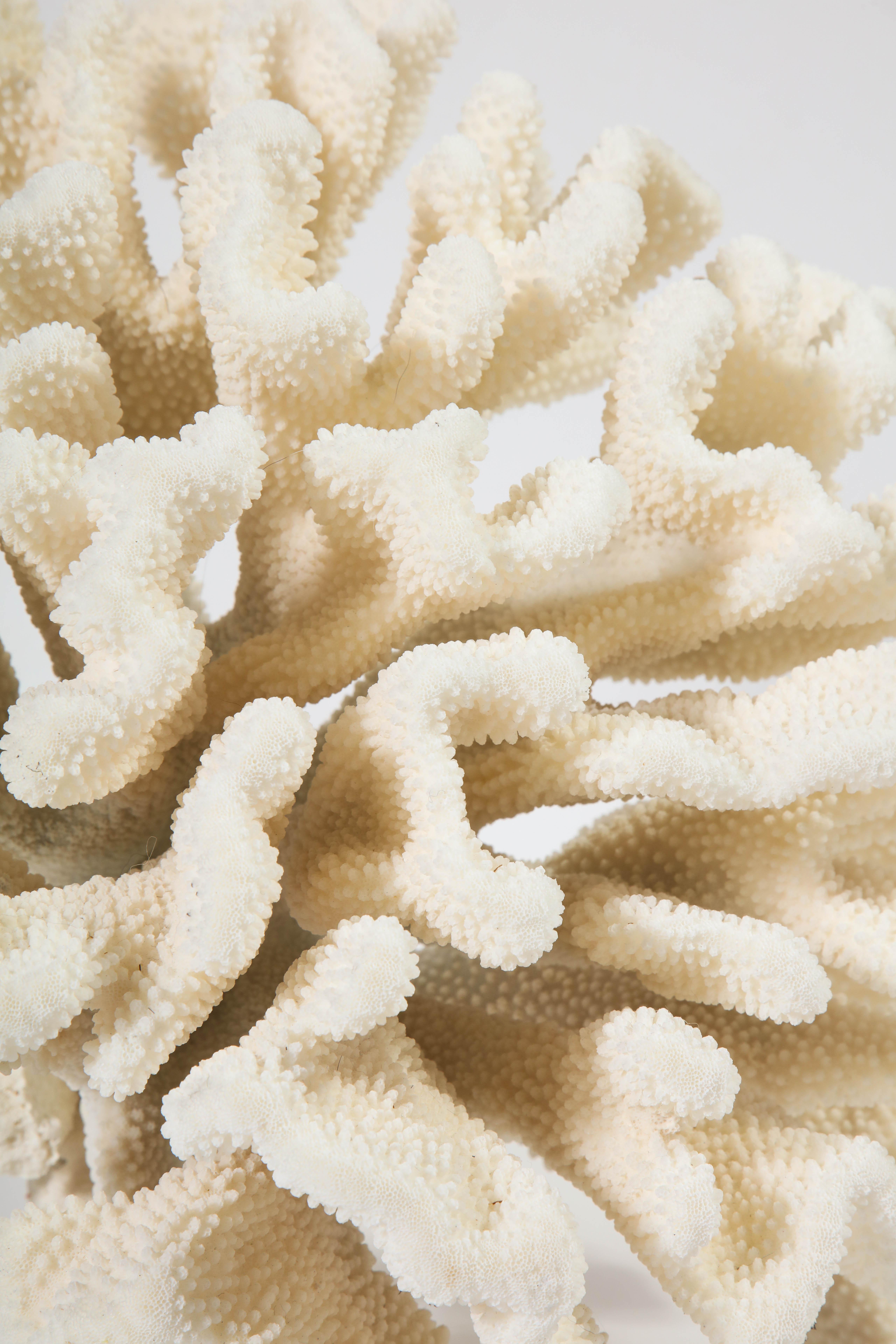 Late 20th Century Coral, Vintage, White, Large
