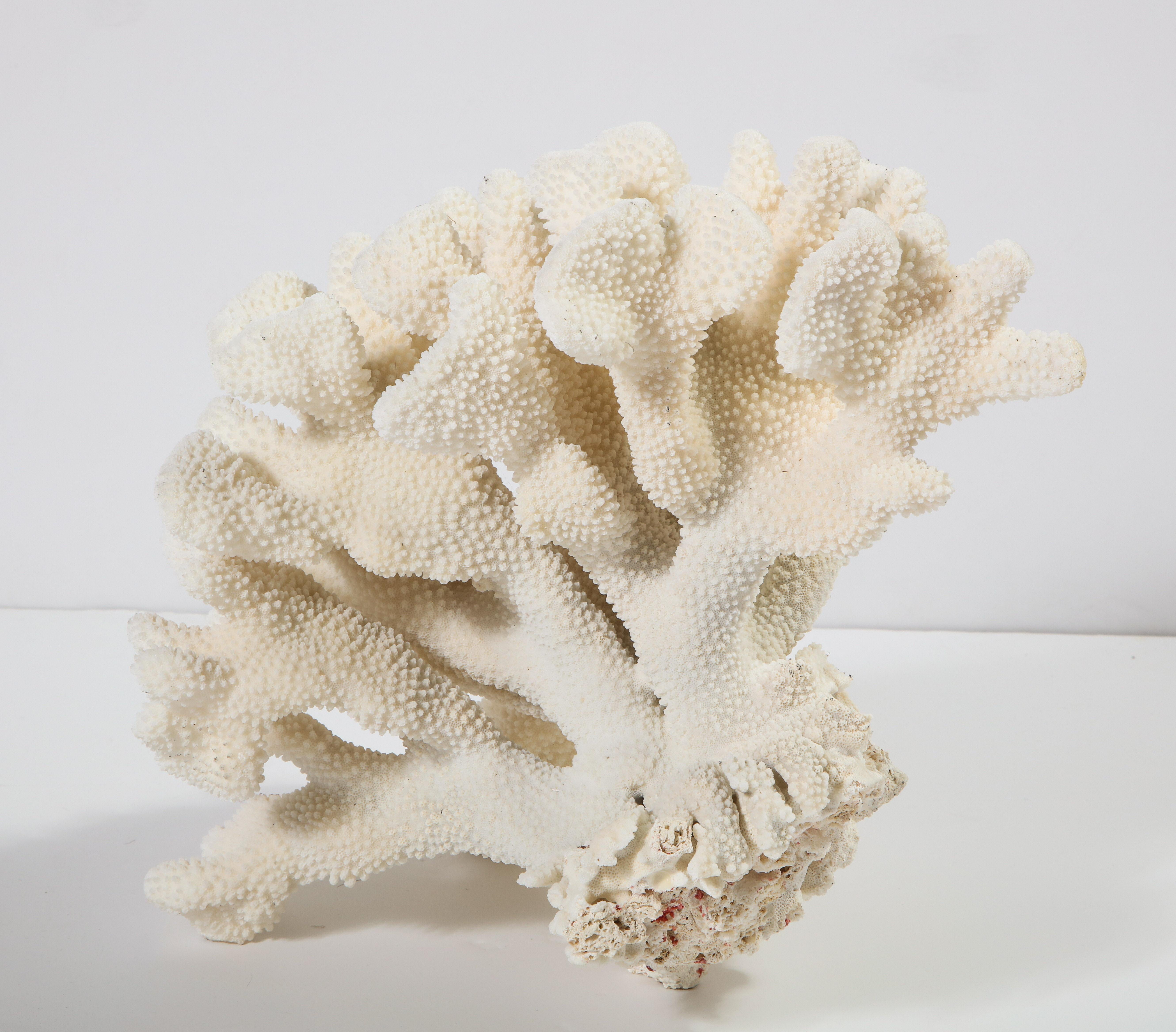 Coral, Vintage, White, Large 2