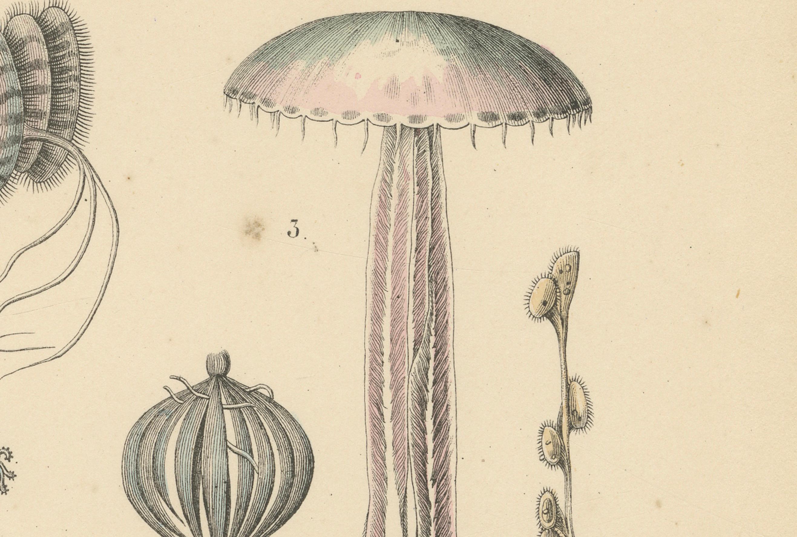 Korallen & Quallen Druck: Medusa, Seeanemone, Korallen, Ctenophoren - Antik 1867

Dieser detailreiche antike Druck zeigt eine Reihe von wirbellosen Meerestieren, darunter Quallen, Portugiesische Seepferdchen, Korallen, Seeanemonen, Kammquallen,