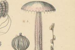 Corals & Jellyfish Print: Medusa, Anemone, Corals, Ctenophores – Antique 1867