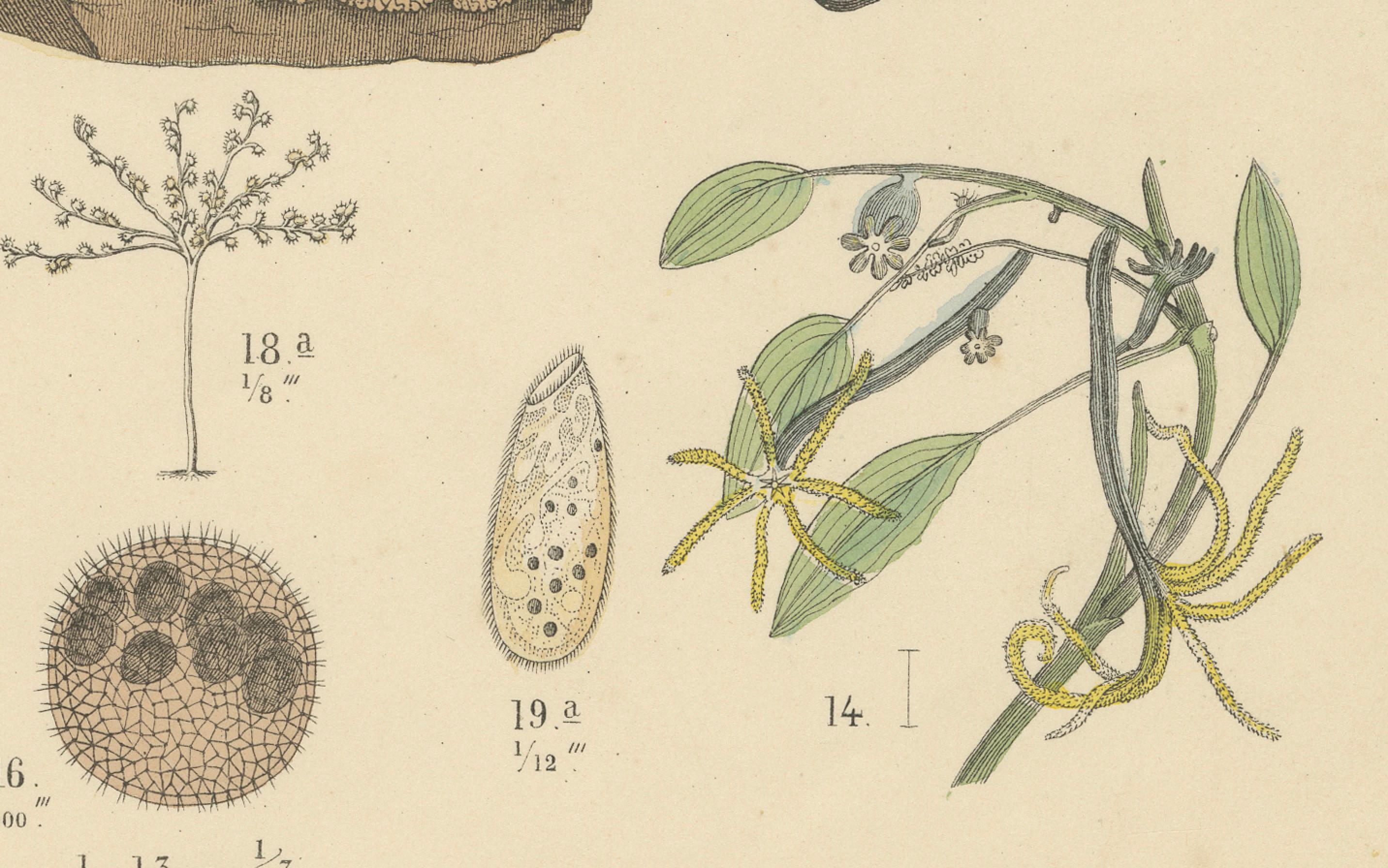 Korallen & Quallen Druck: Medusa, Anemone, Korallen, Ctenophoren - Antik 1867 im Zustand „Gut“ im Angebot in Langweer, NL