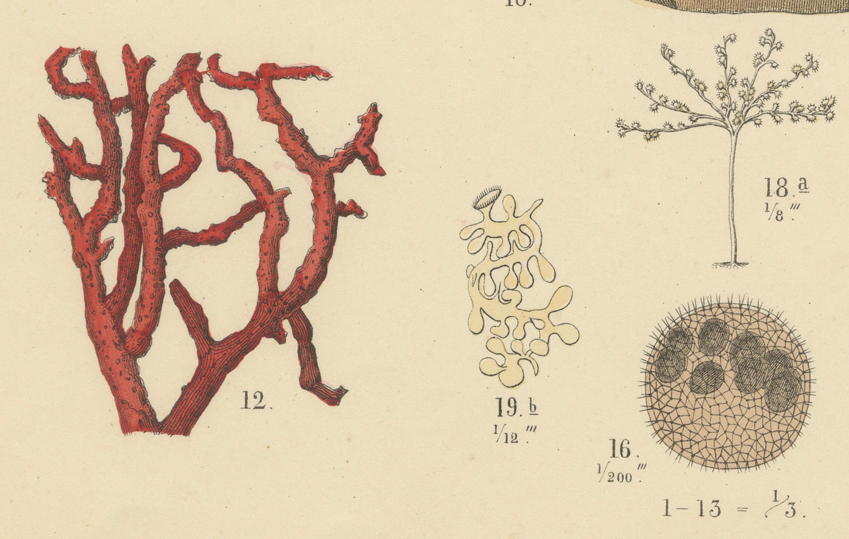 Korallen & Quallen Druck: Medusa, Anemone, Korallen, Ctenophoren - Antik 1867 (Mittleres 19. Jahrhundert) im Angebot